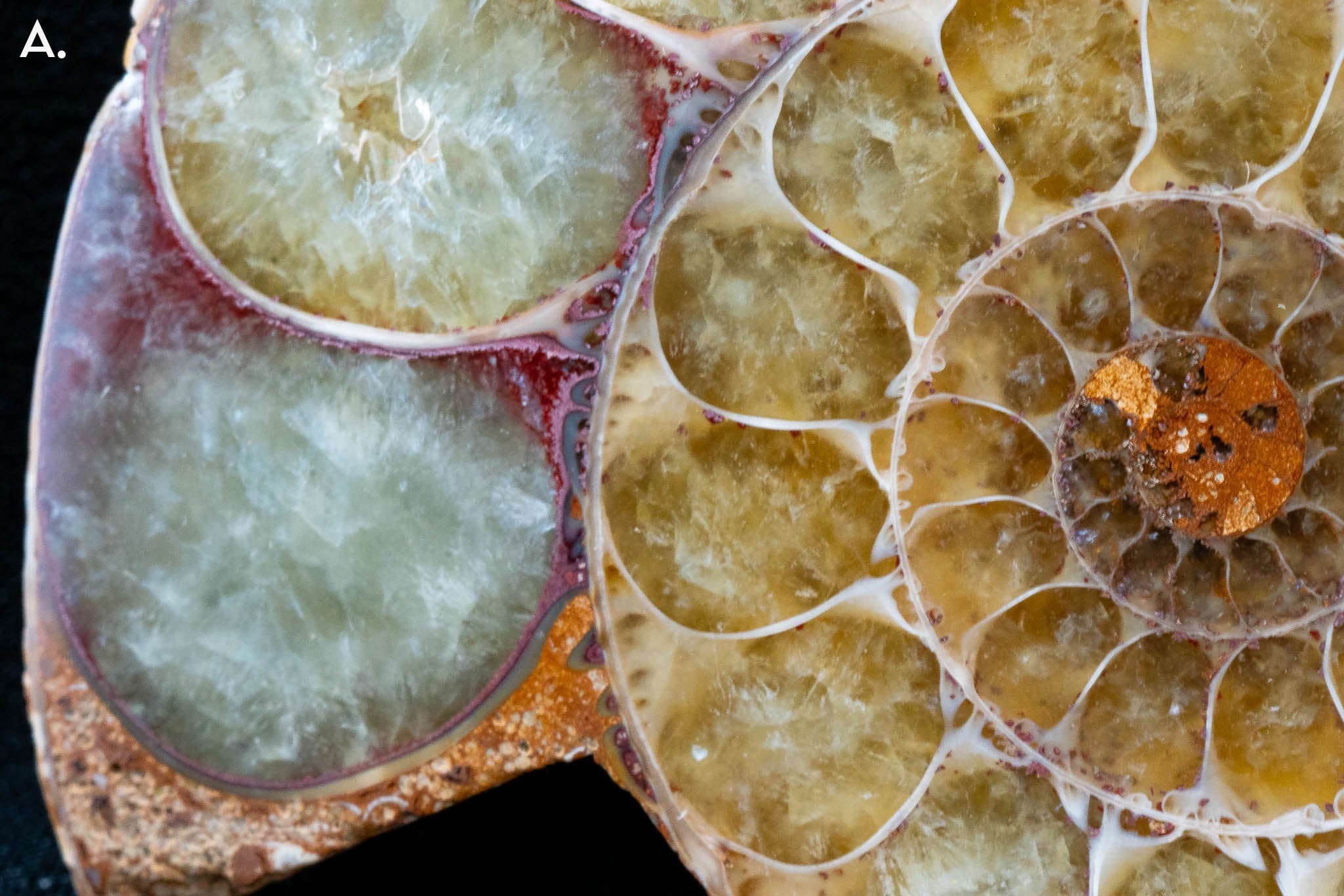 Fossil