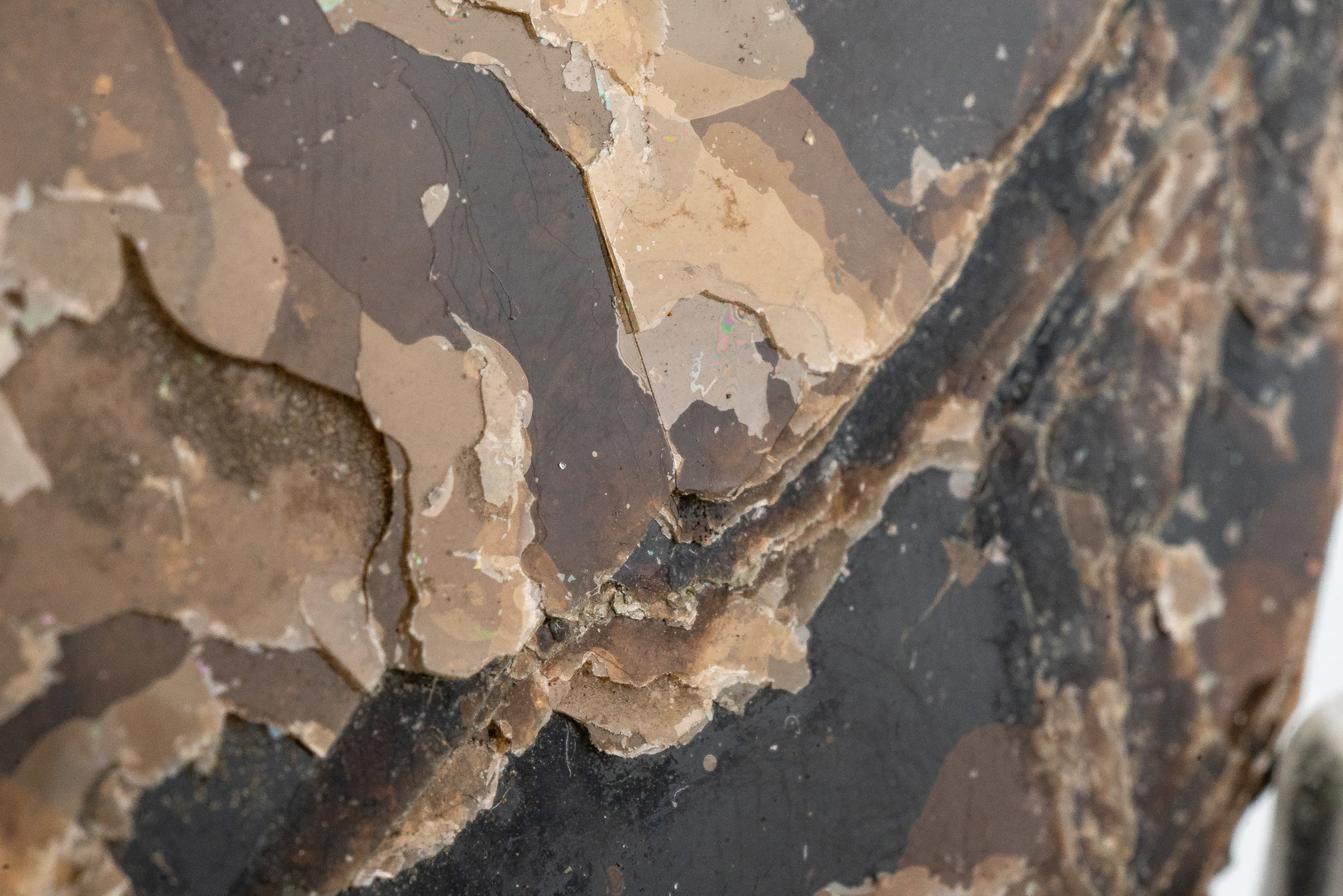 Phlogopite - Telixtlahuaca, Oaxaca, Mexico