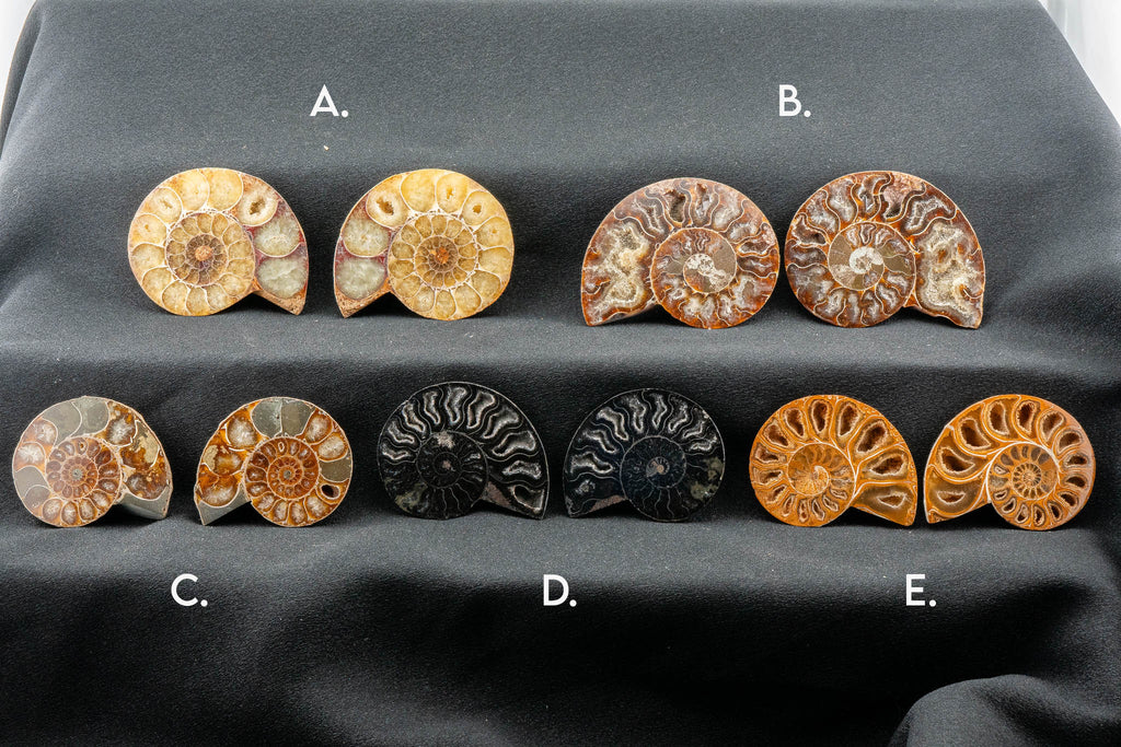 Ammonite Pair - Madagascar