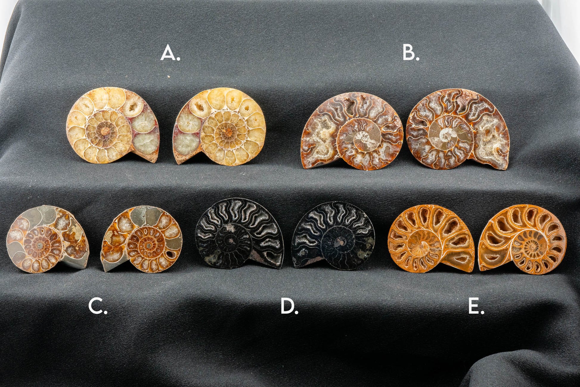 Ammonite Pair - Madagascar