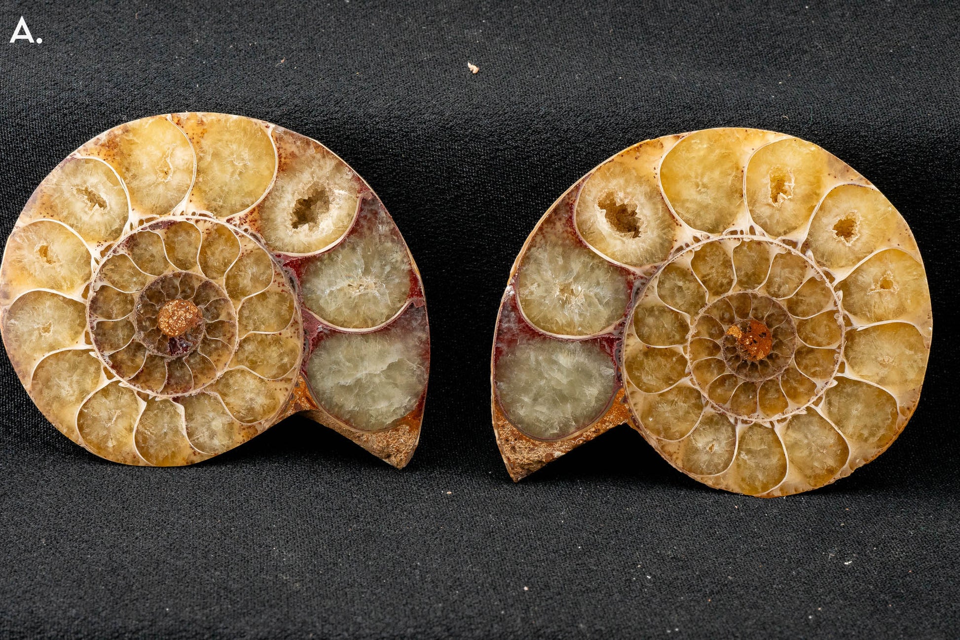 Ammonite Pair - Madagascar