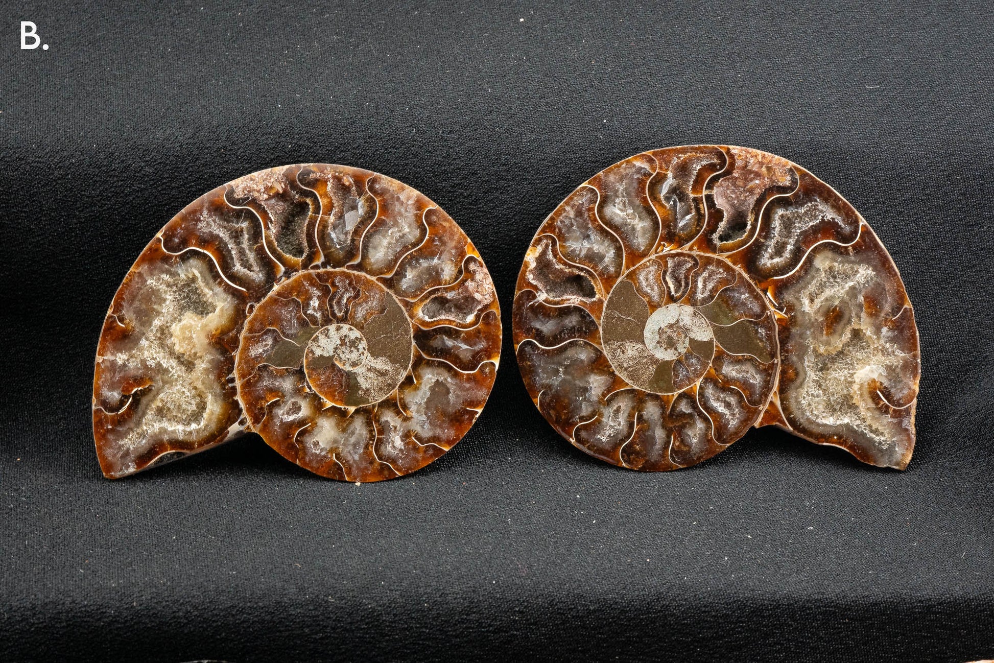 Ammonite Pair - Madagascar