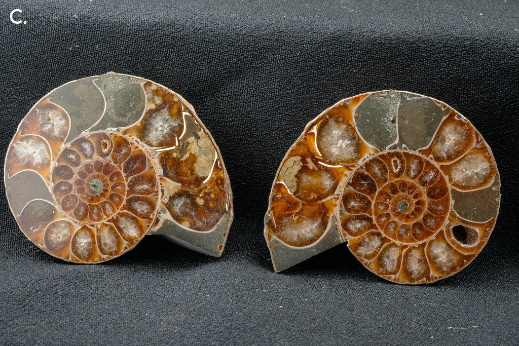 Ammonite Pair - Madagascar