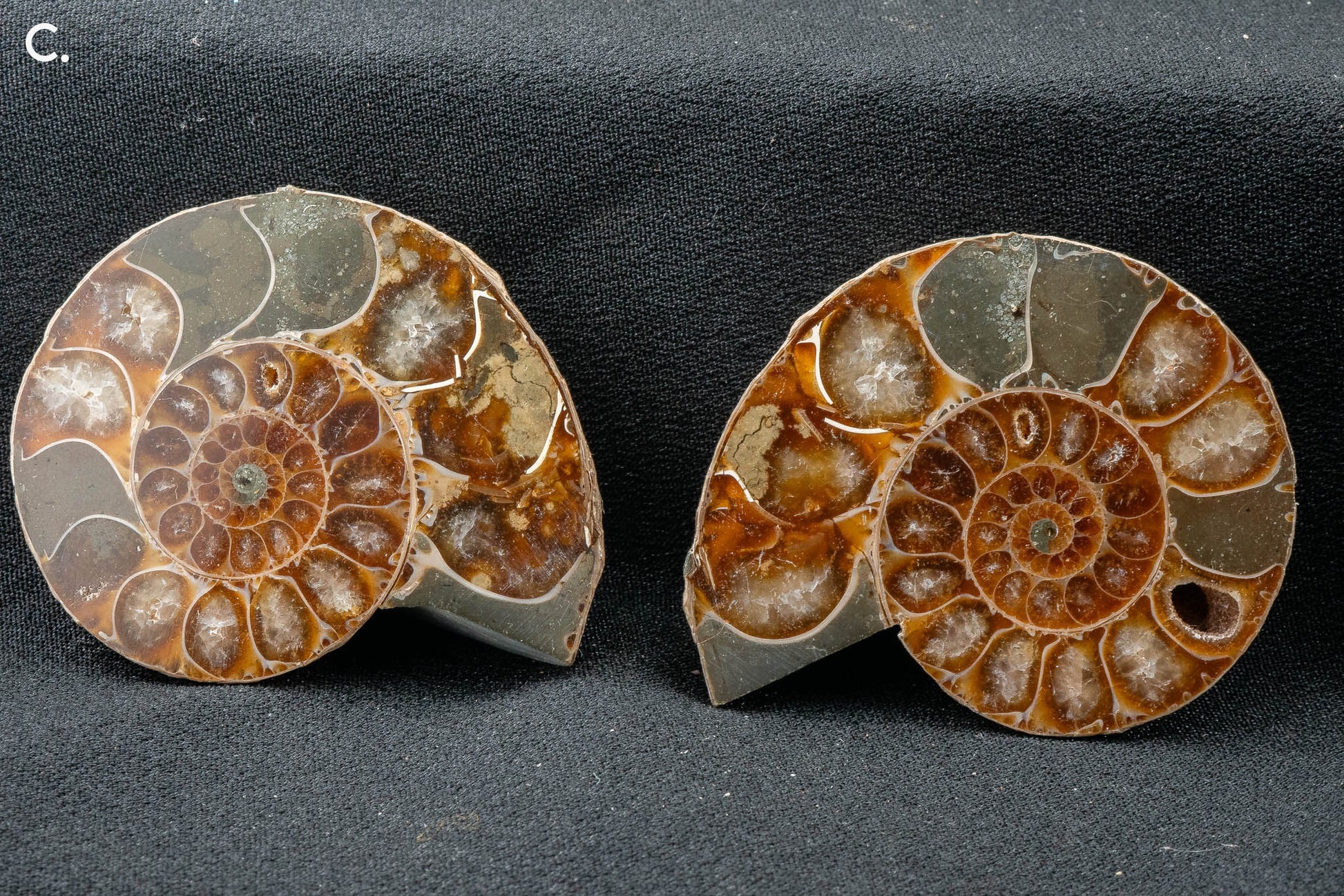 Ammonite Pair - Madagascar