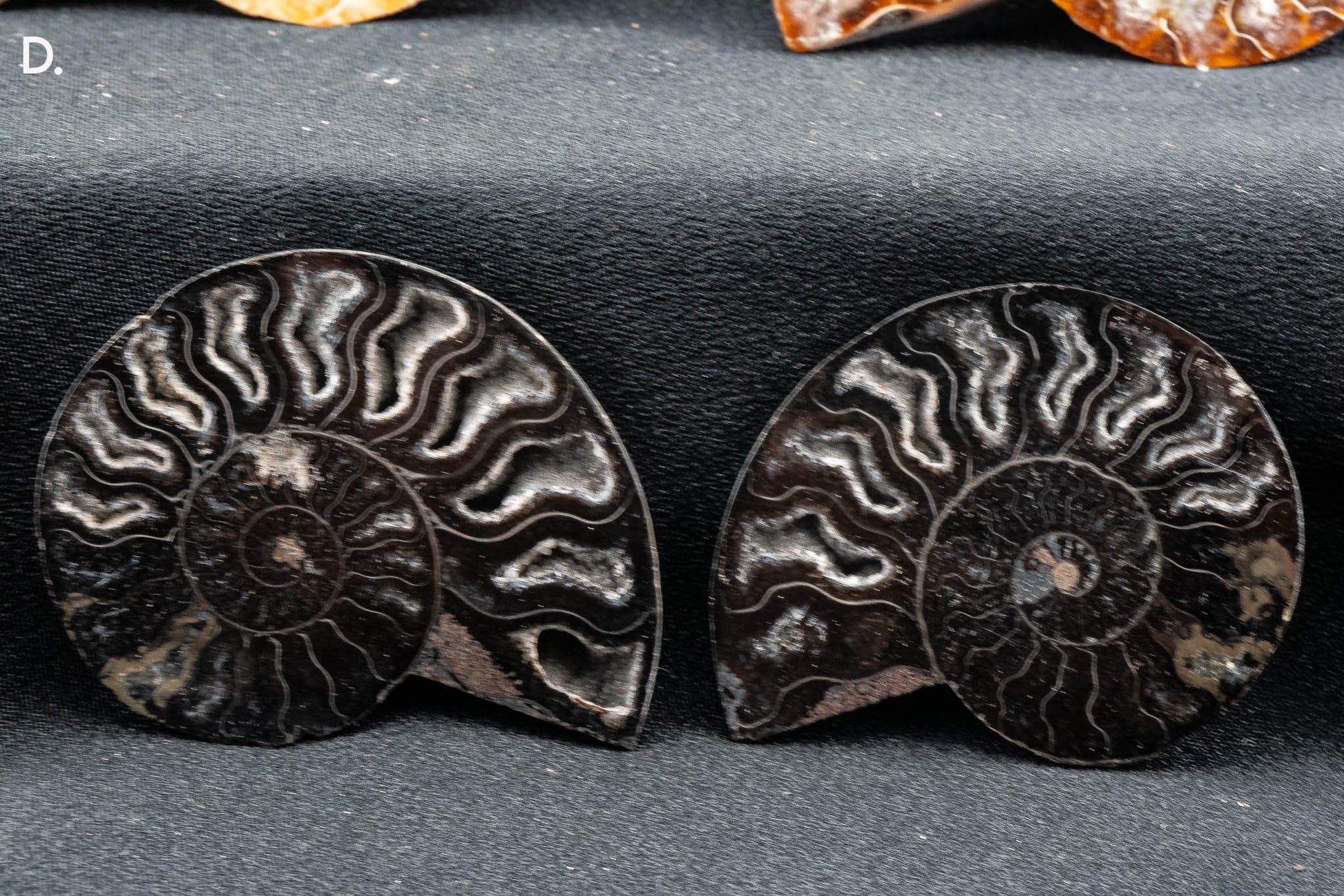 Ammonite Pair - Madagascar