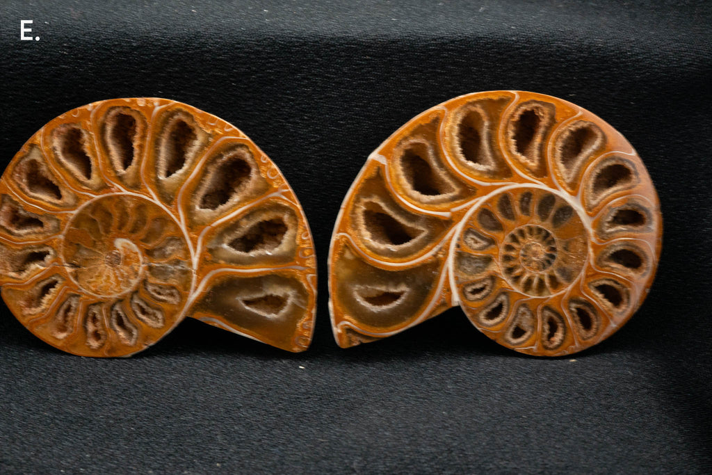 Ammonite Pair - Madagascar