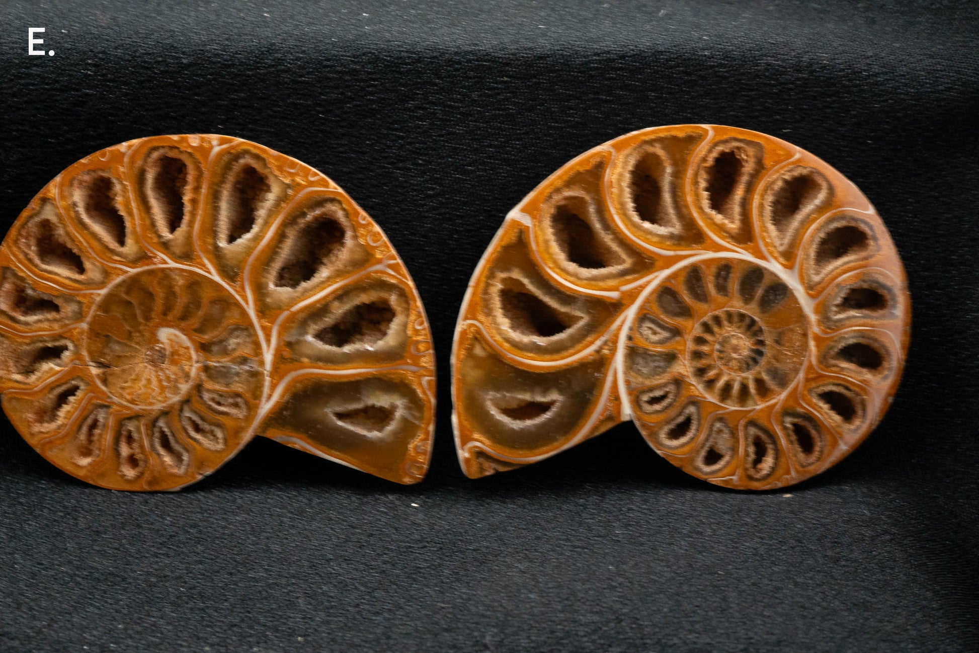 Ammonite Pair - Madagascar