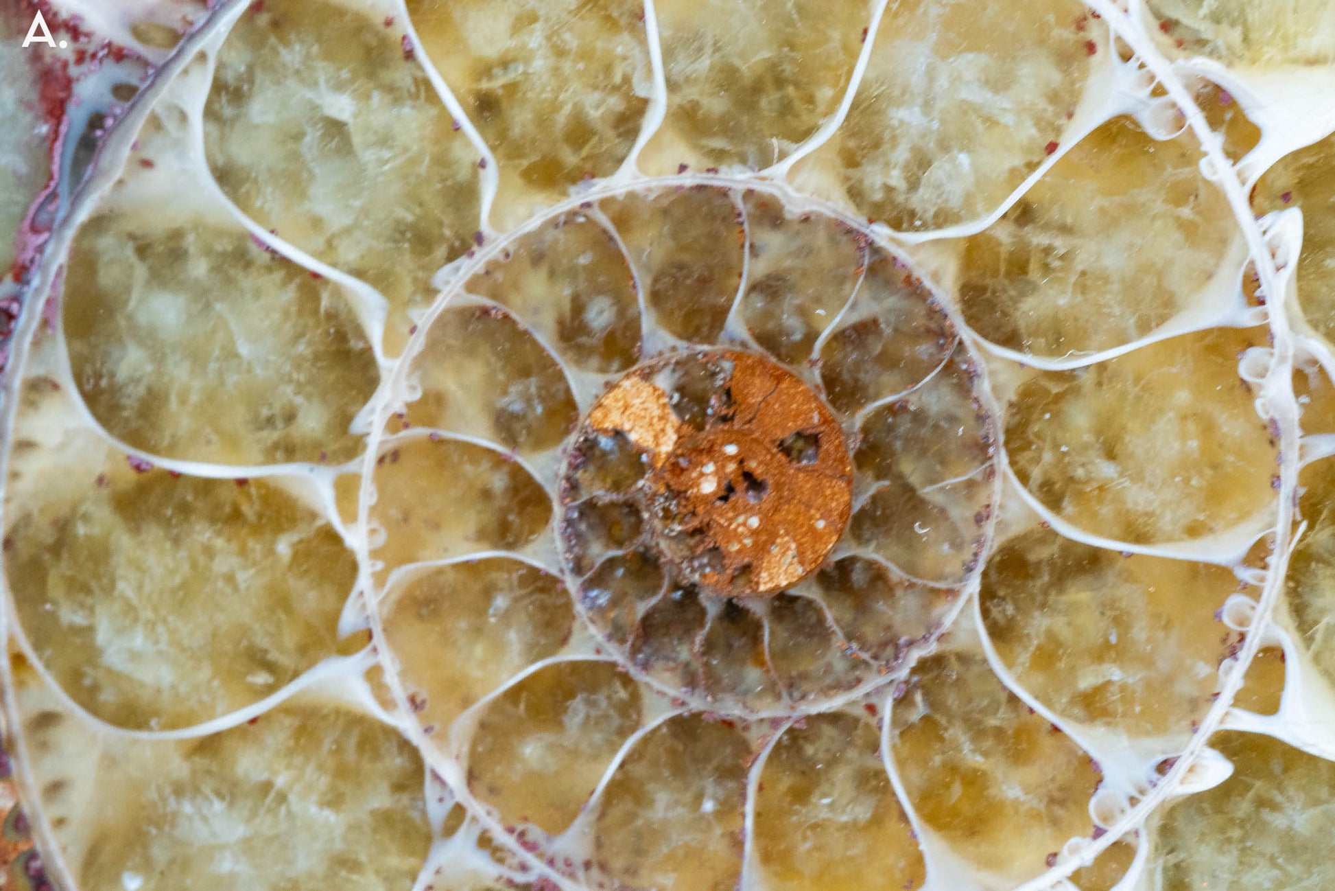 Ammonite Pair - Madagascar