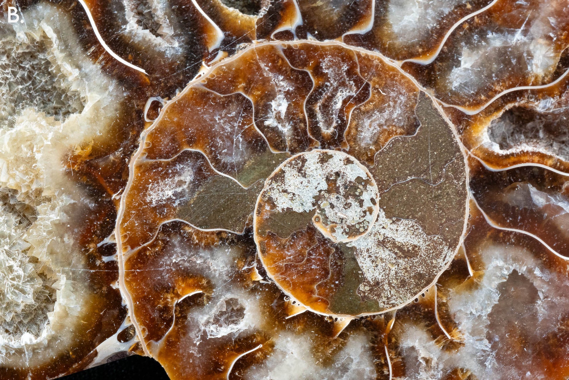 Ammonite Pair - Madagascar