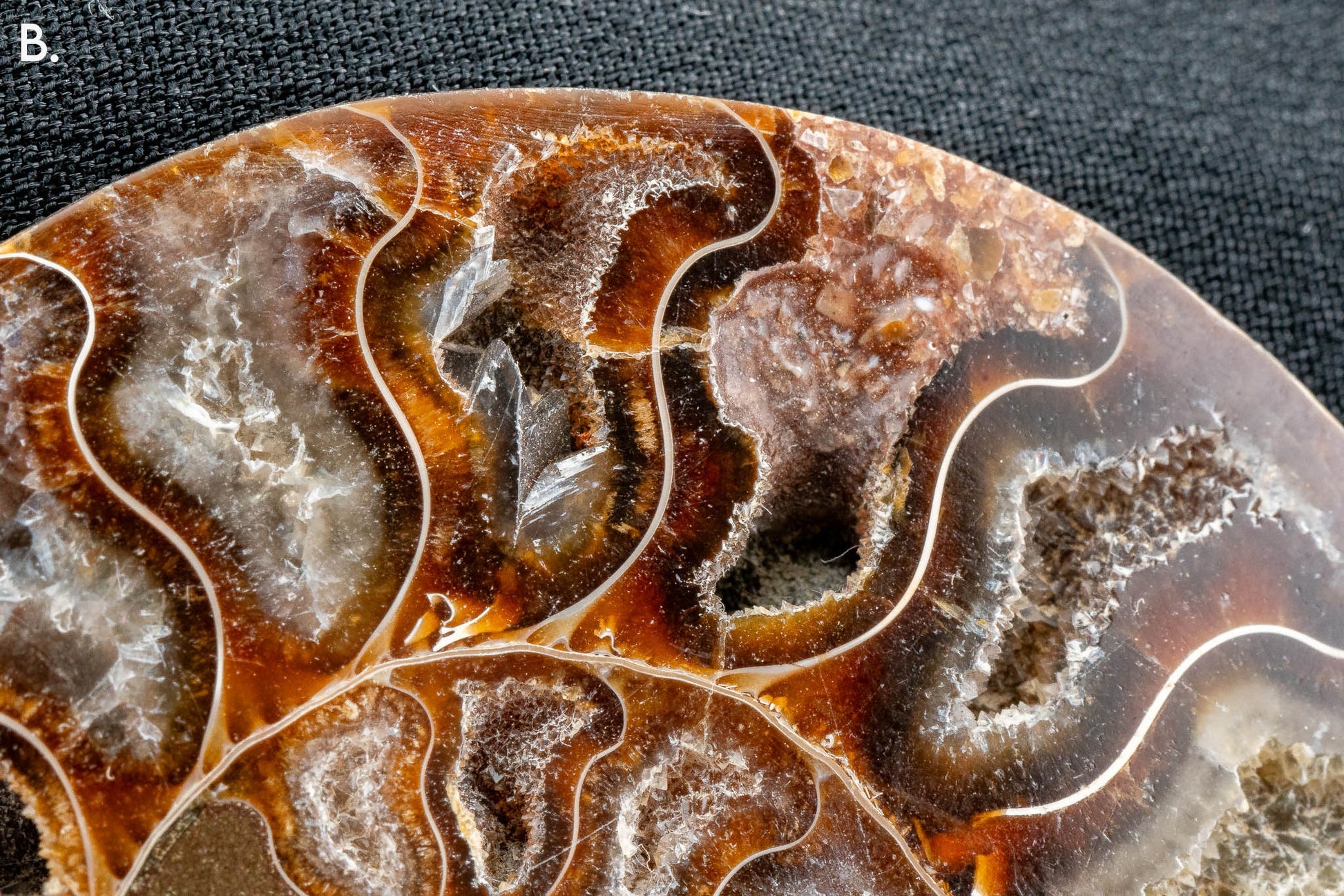 Ammonite Pair - Madagascar