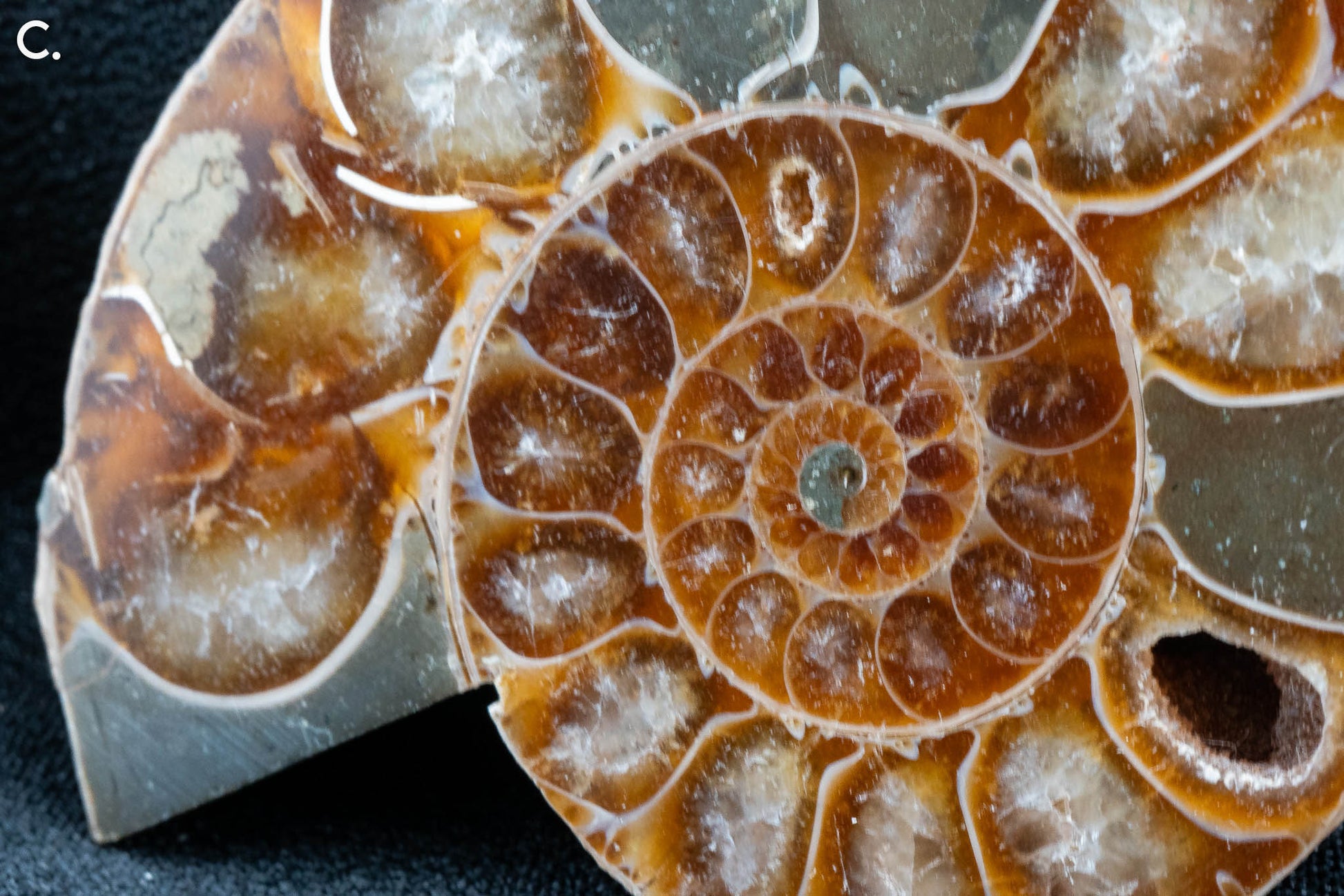 Ammonite Pair - Madagascar