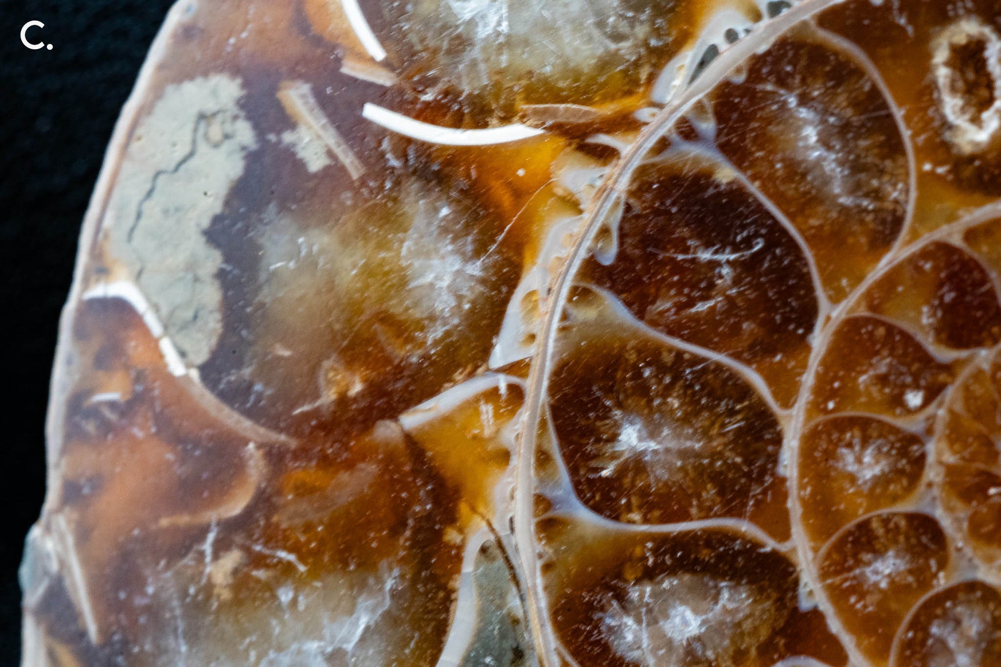 Ammonite Pair - Madagascar