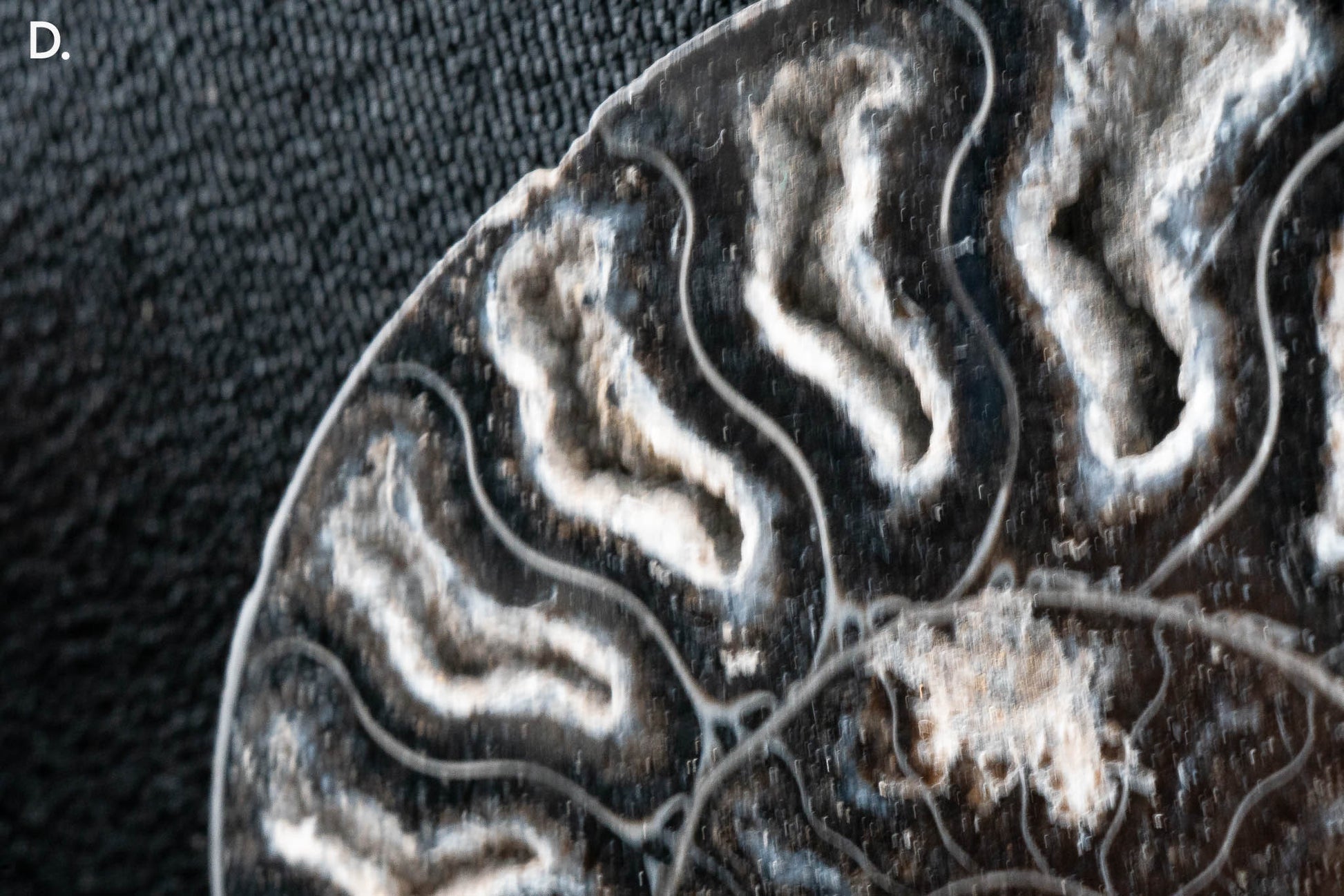 Ammonite Pair - Madagascar