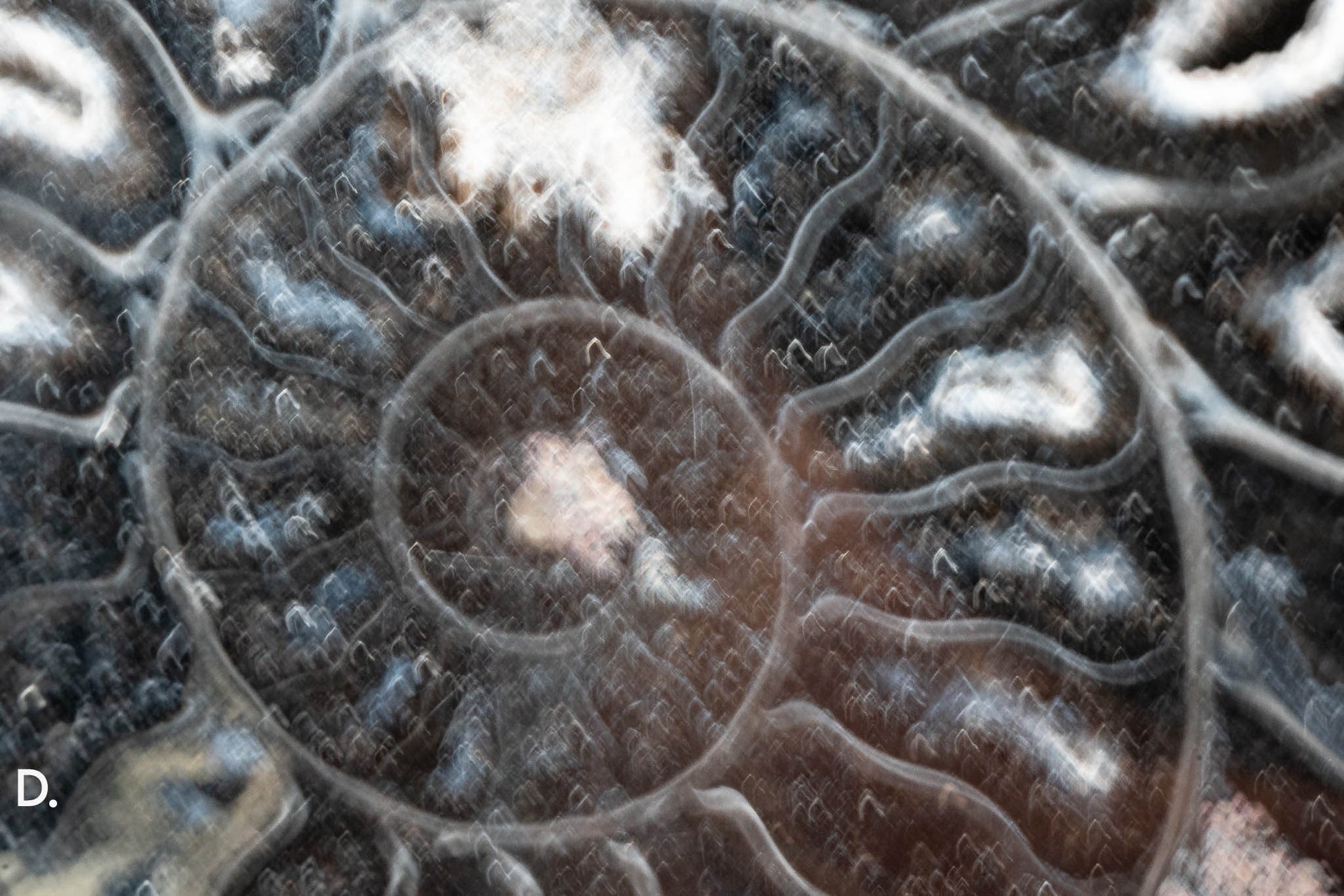 Ammonite Pair - Madagascar
