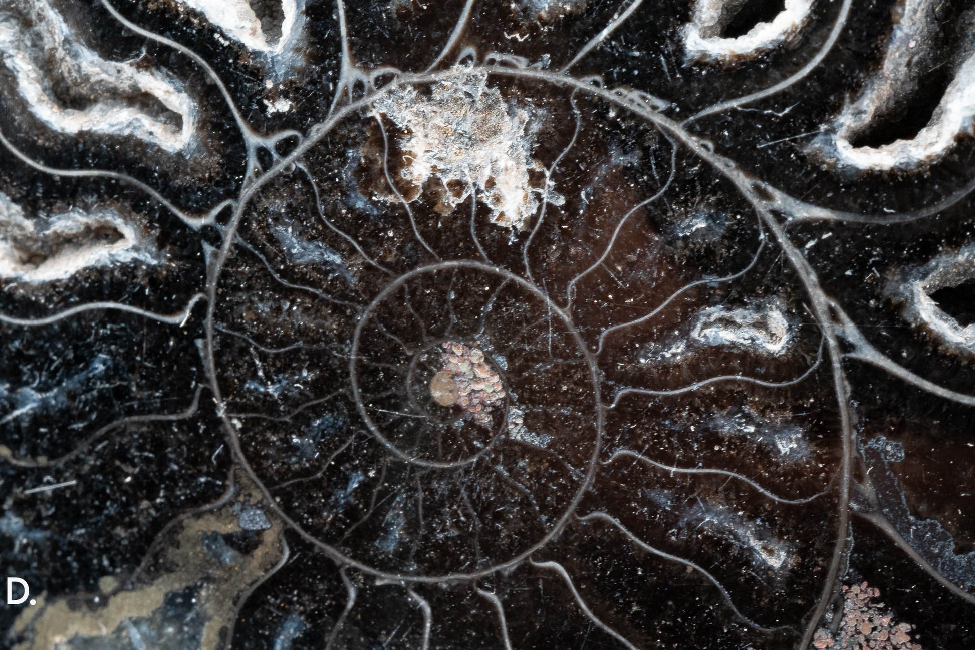 Ammonite Pair - Madagascar
