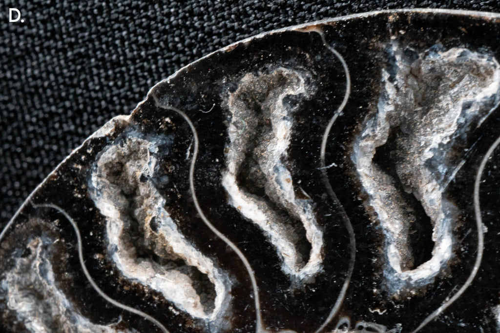 Ammonite Pair - Madagascar