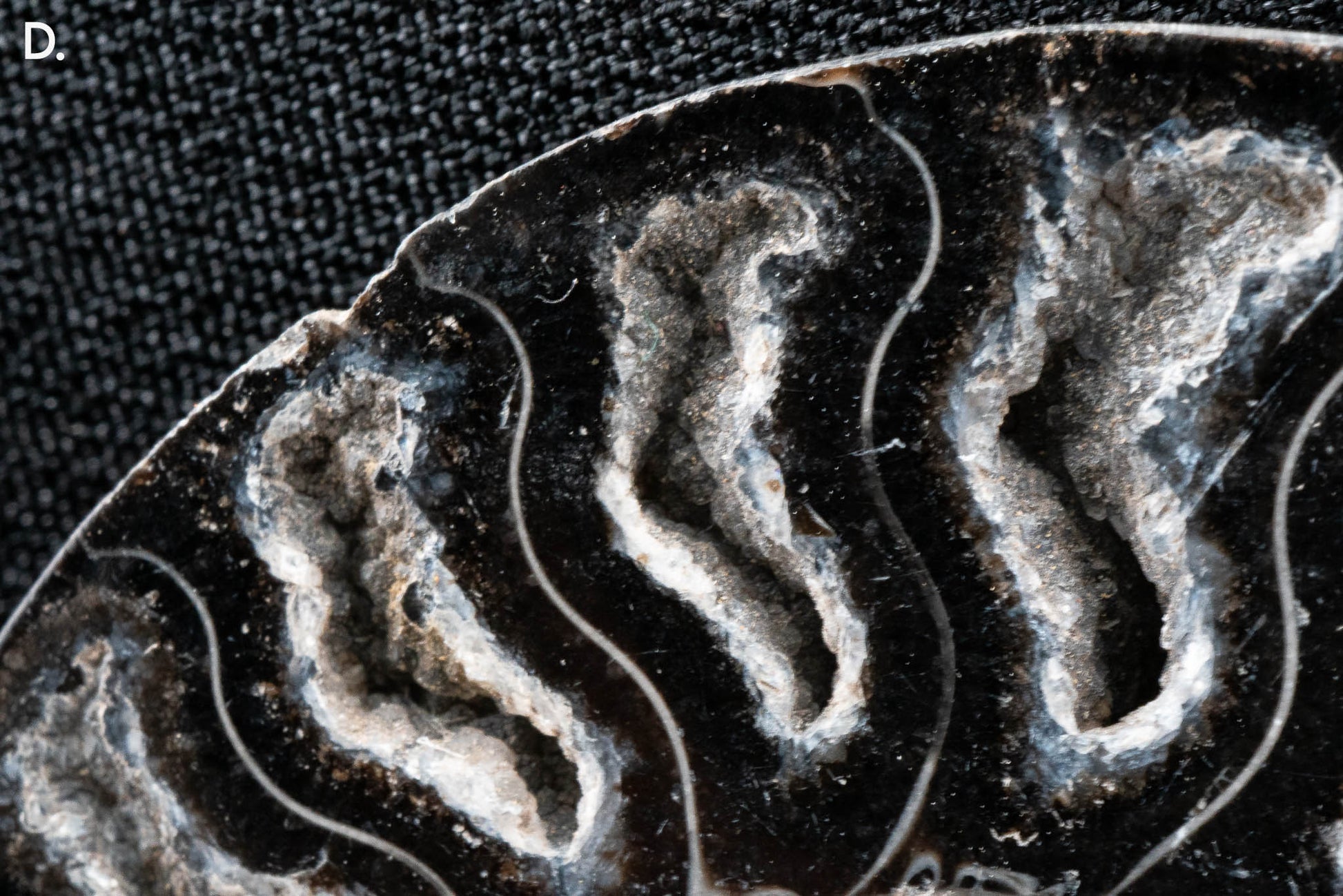 Ammonite Pair - Madagascar