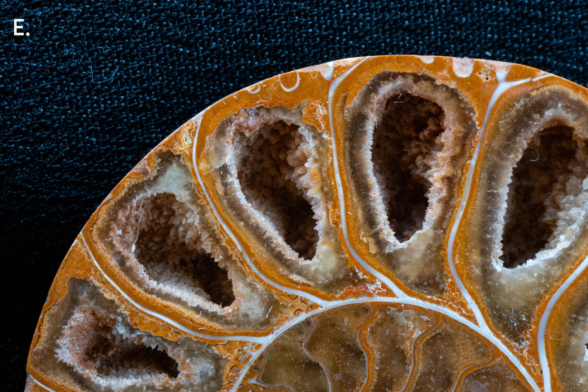 Ammonite Pair - Madagascar