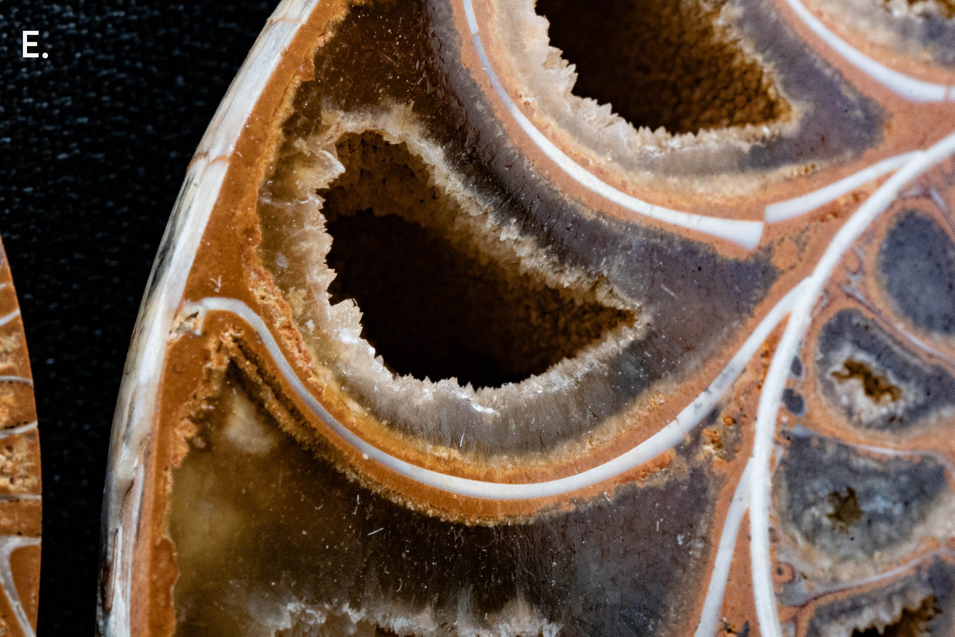 Ammonite Pair - Madagascar