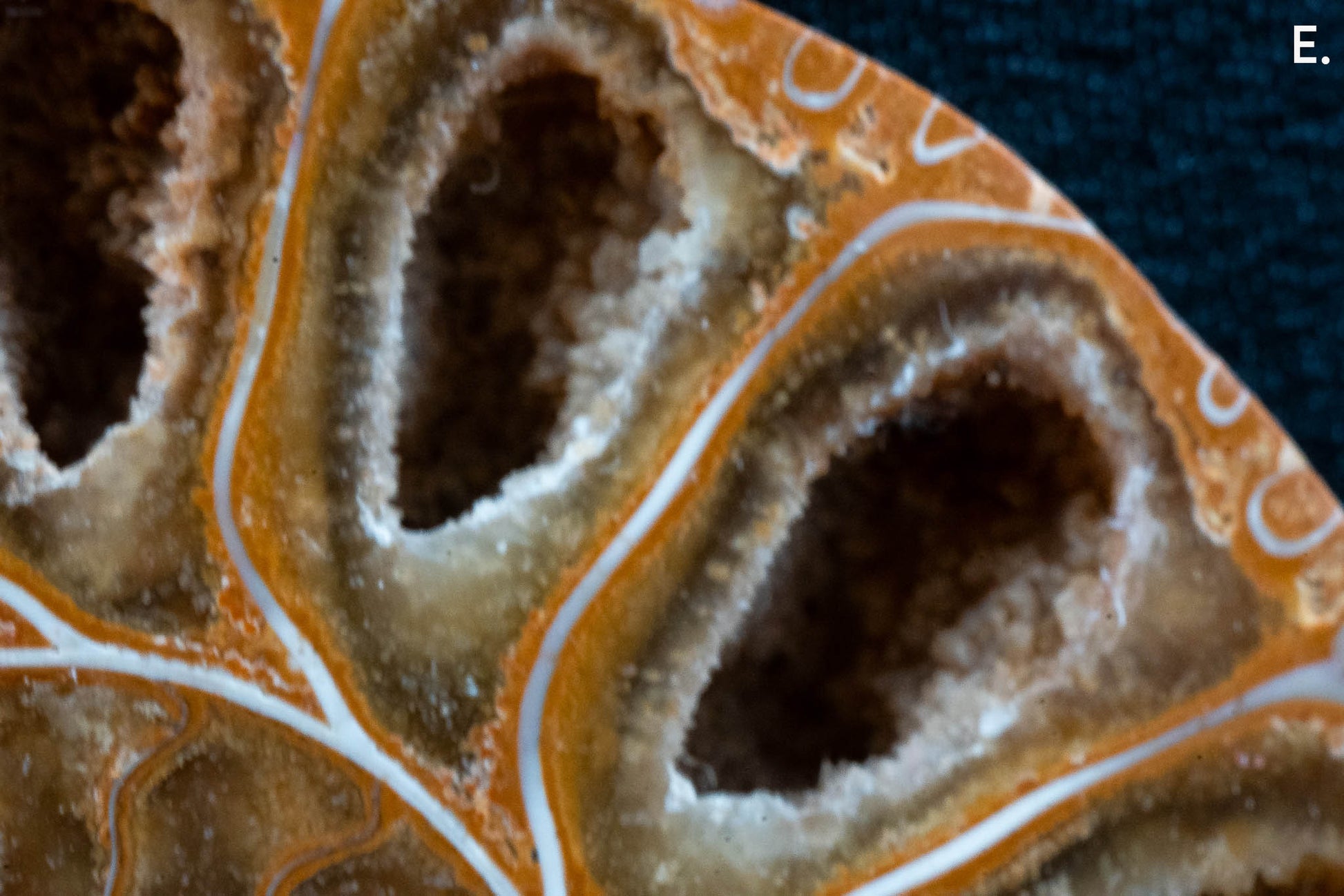 Ammonite Pair - Madagascar