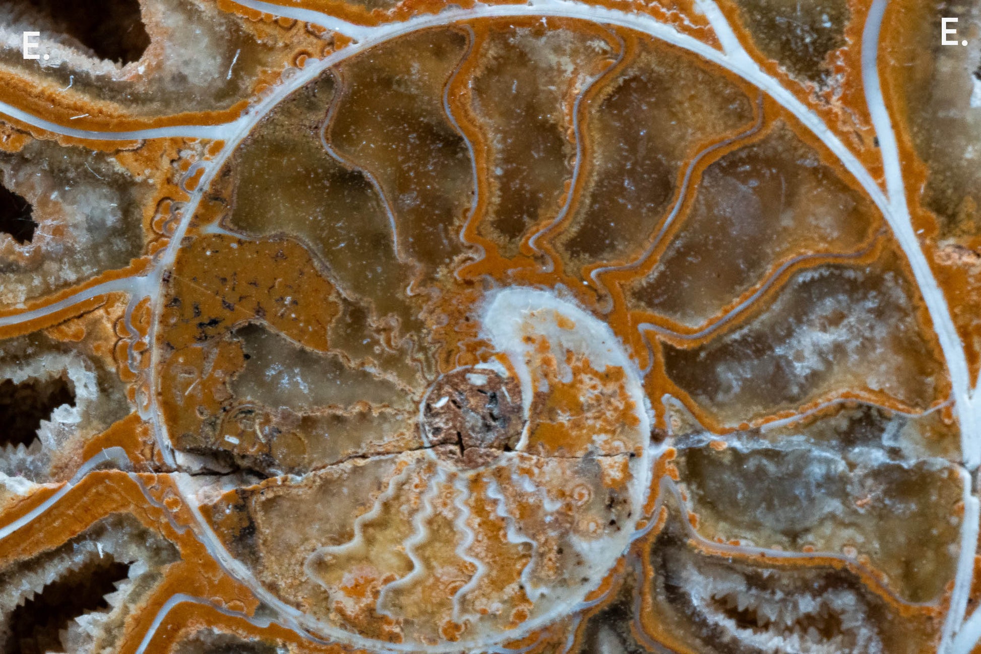 Ammonite Pair - Madagascar
