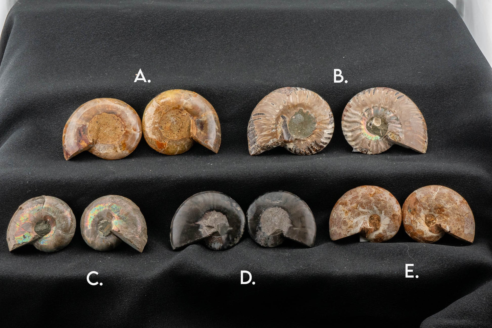 Ammonite Pair - Madagascar