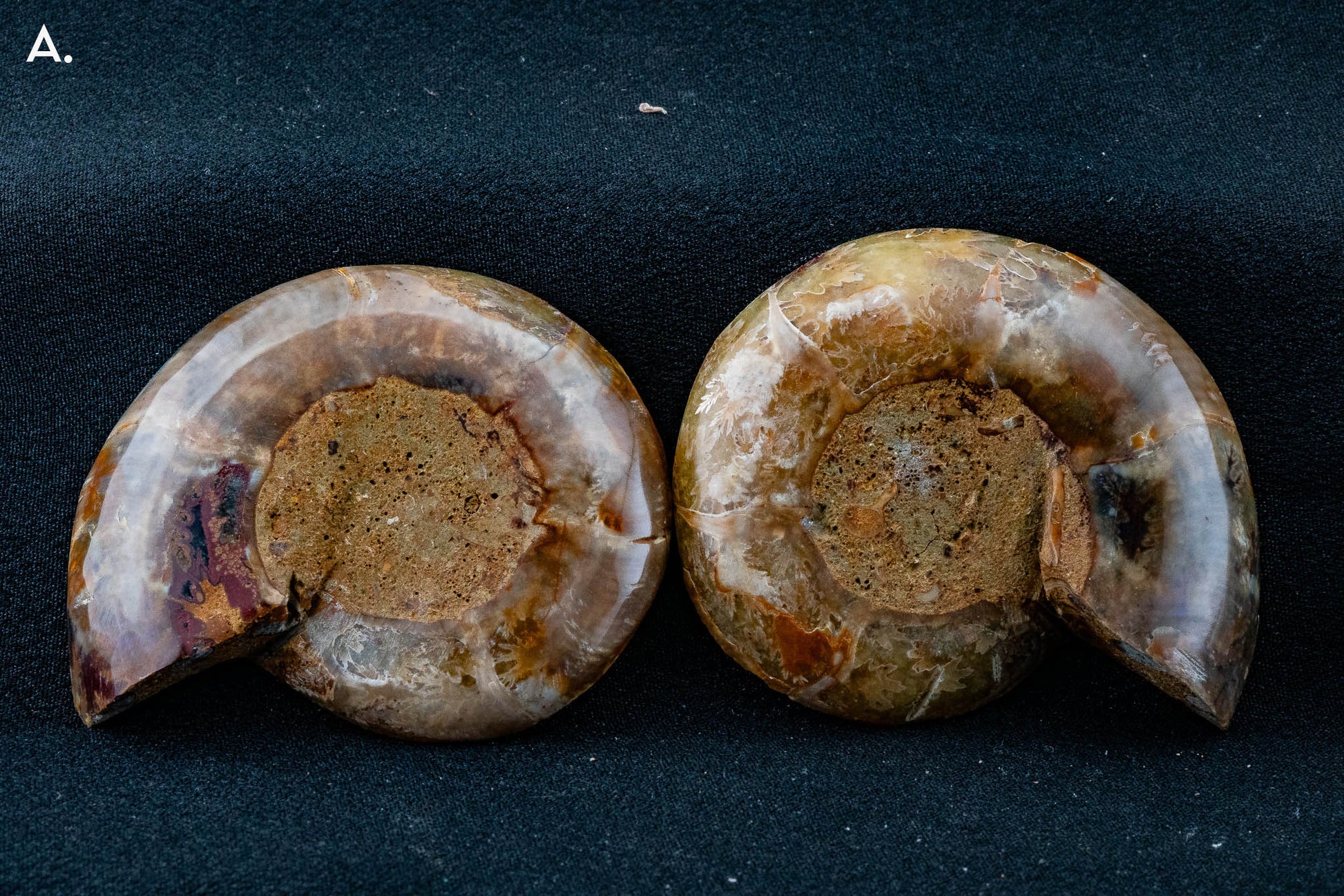 Ammonite Pair - Madagascar