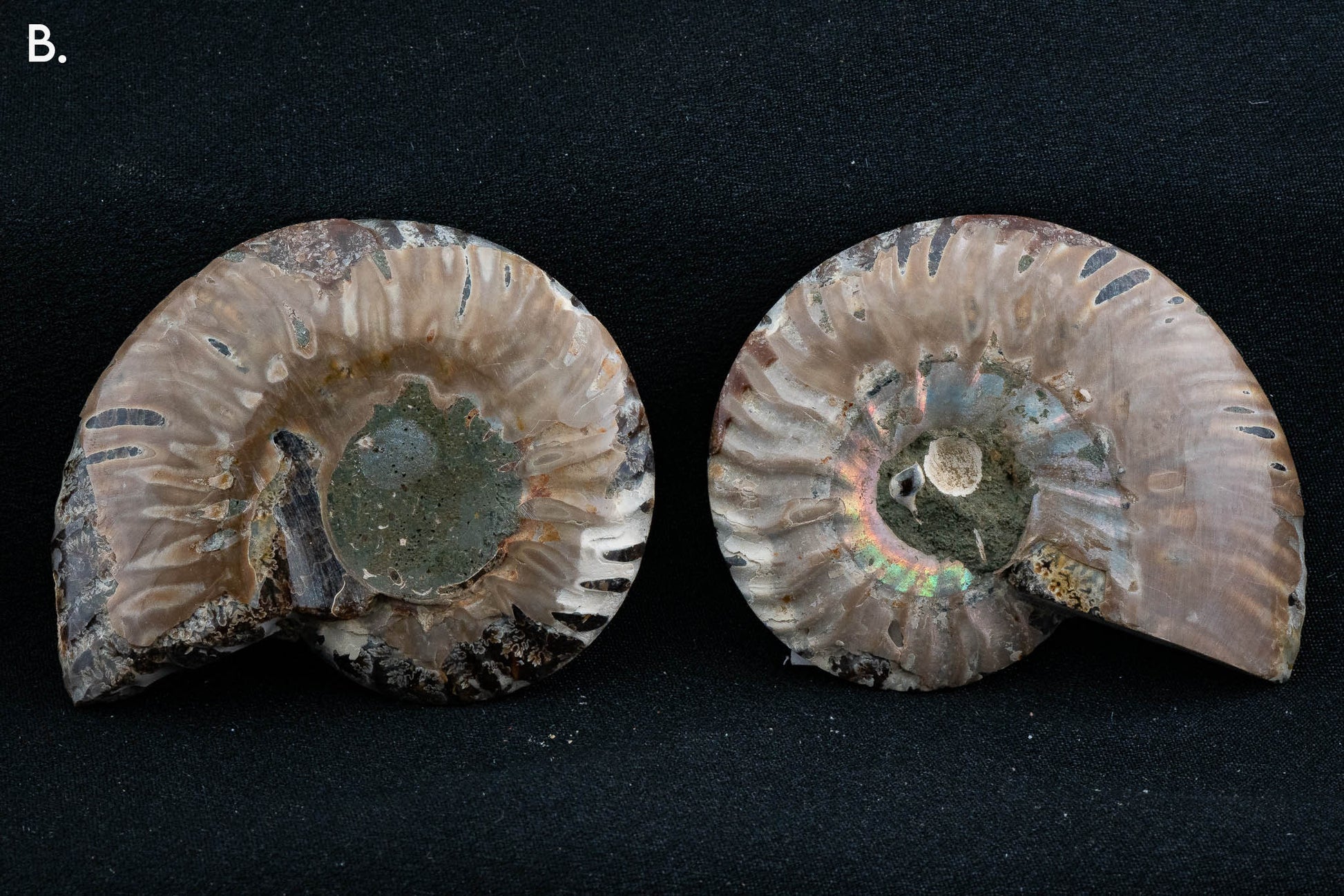 Ammonite Pair - Madagascar