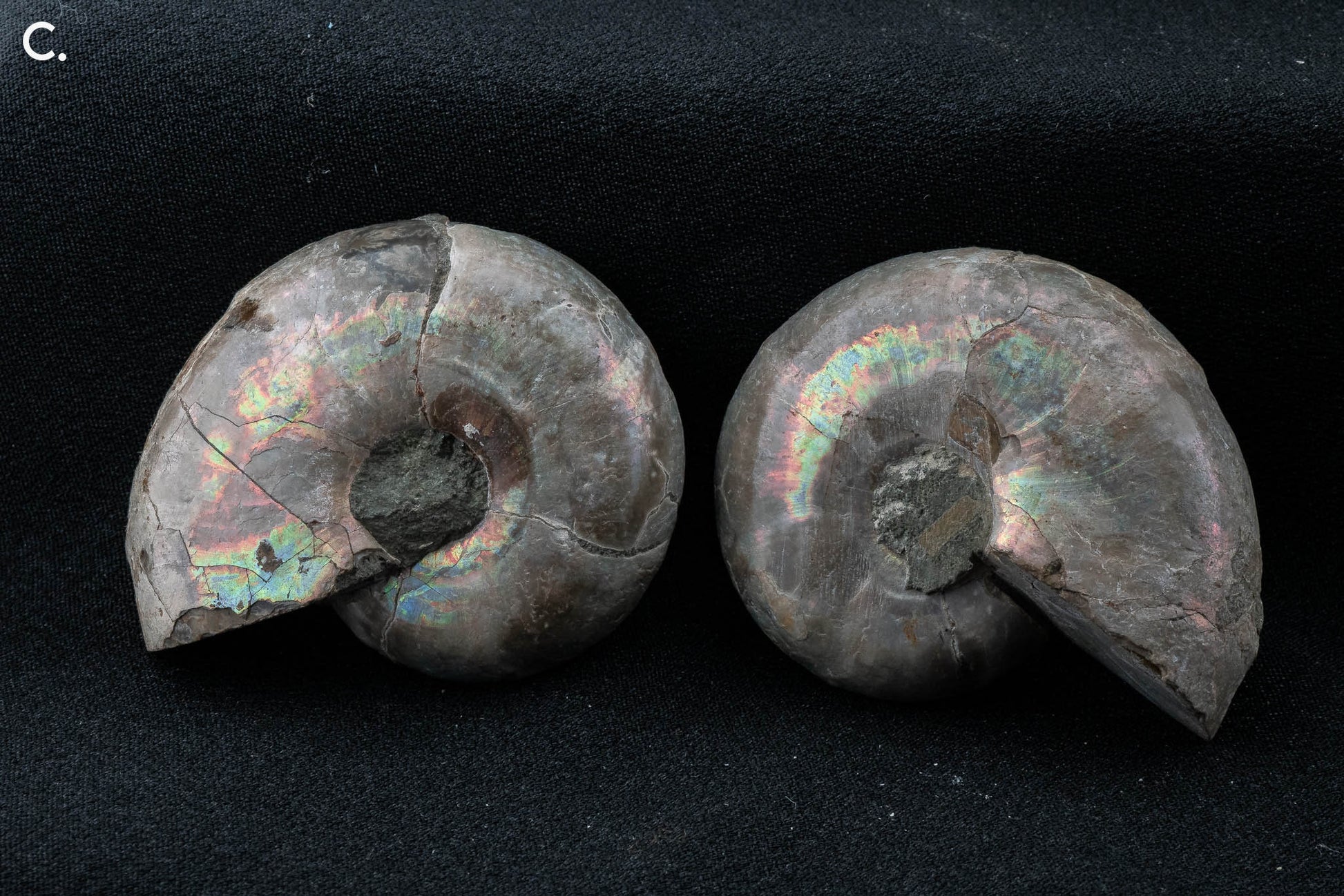 Ammonite Pair - Madagascar