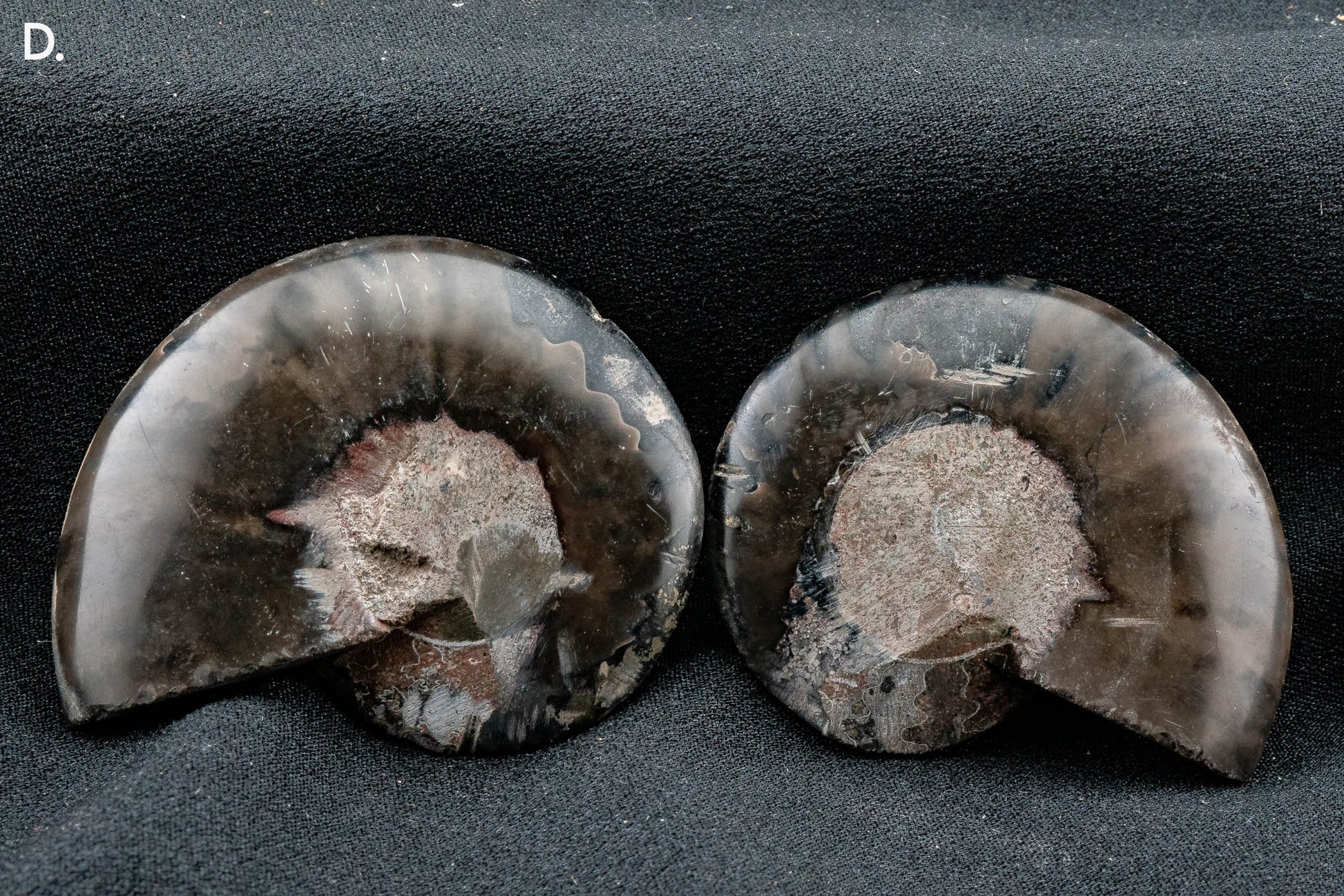 Ammonite Pair - Madagascar