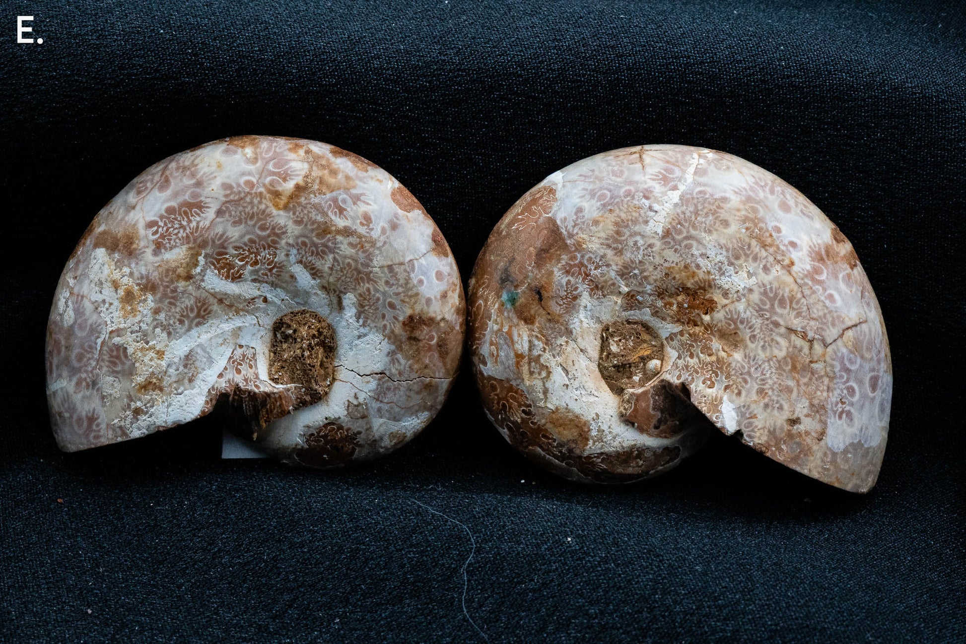 Ammonite Pair - Madagascar