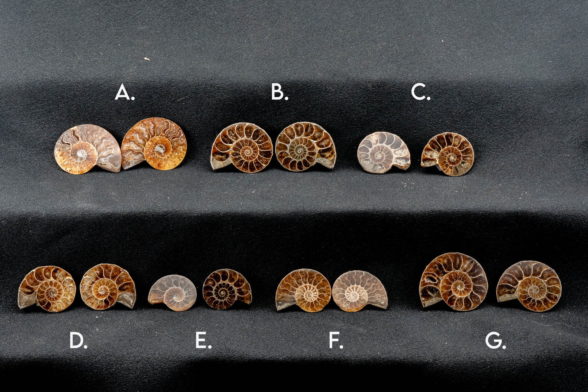 Ammonite Pair - Madagascar - Small
