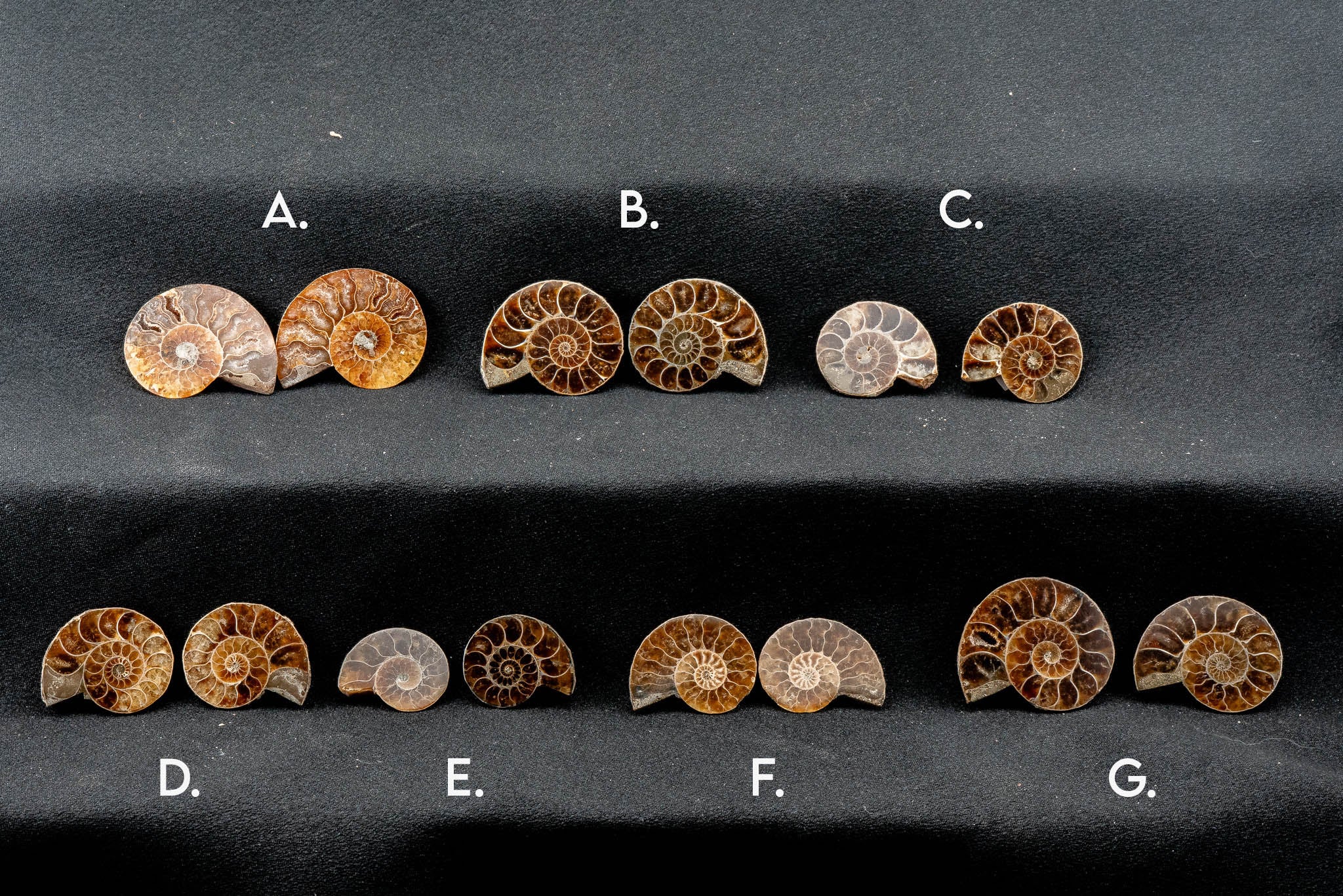 Ammonite Pair - Madagascar - Small