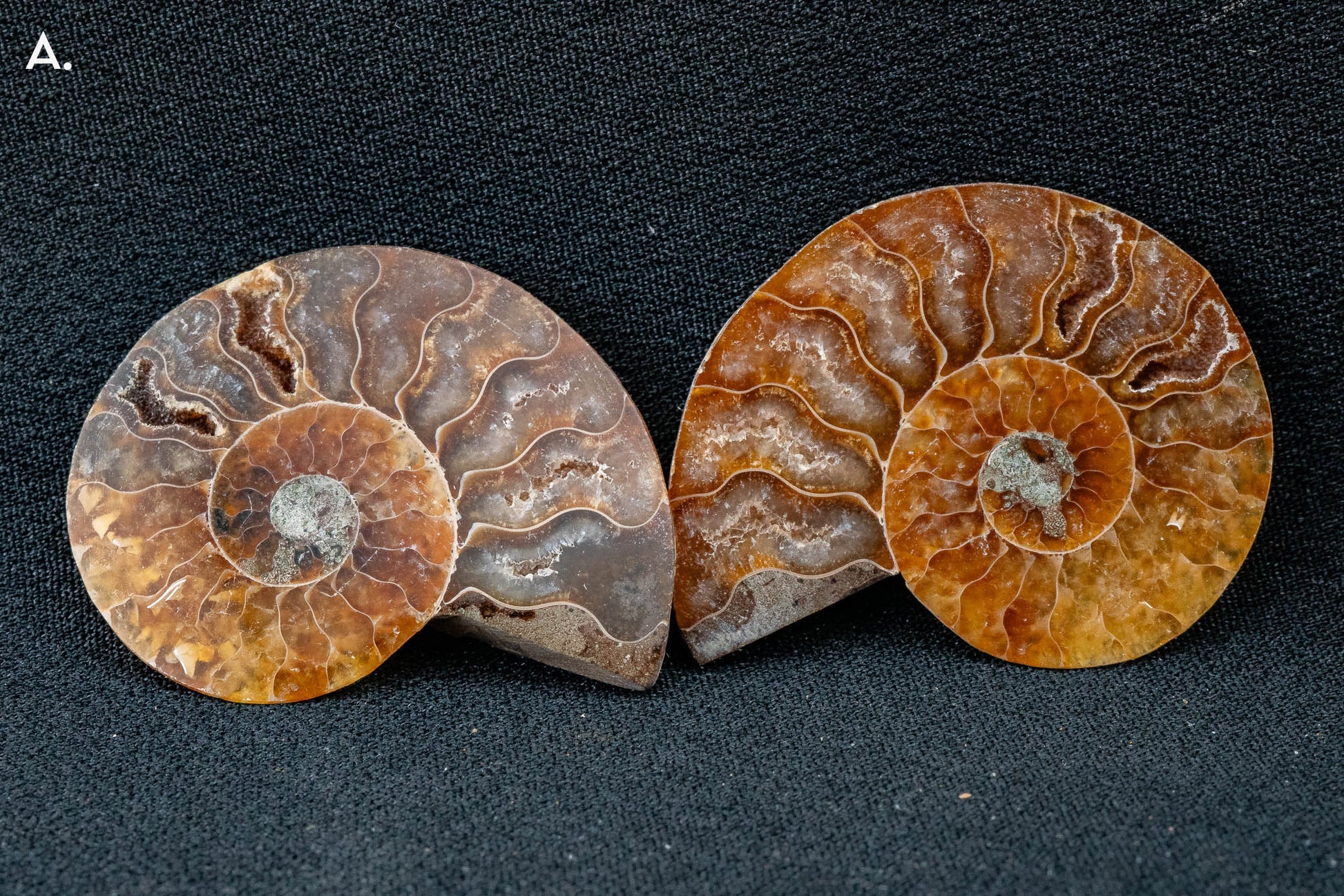Ammonite Pair - Madagascar - Small