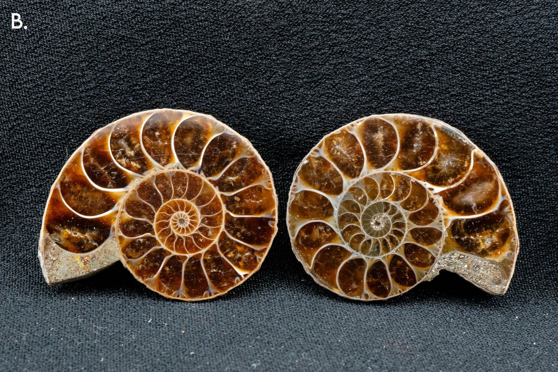 Ammonite Pair - Madagascar - Small