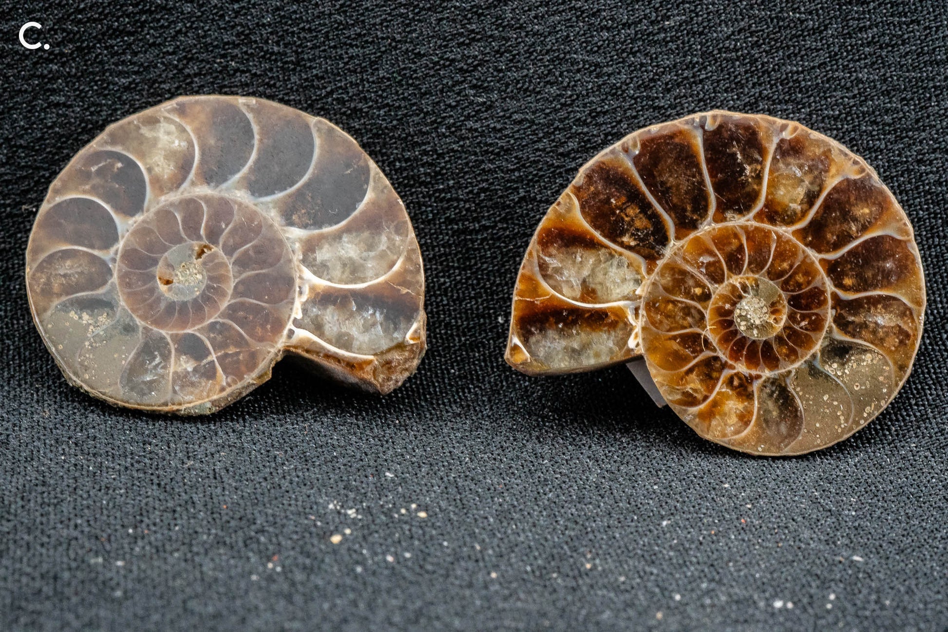 Ammonite Pair - Madagascar - Small