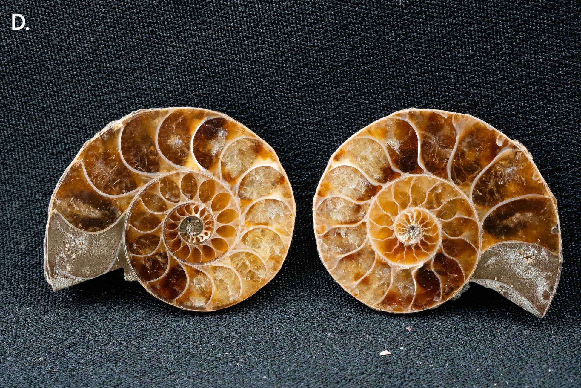 Ammonite Pair - Madagascar - Small