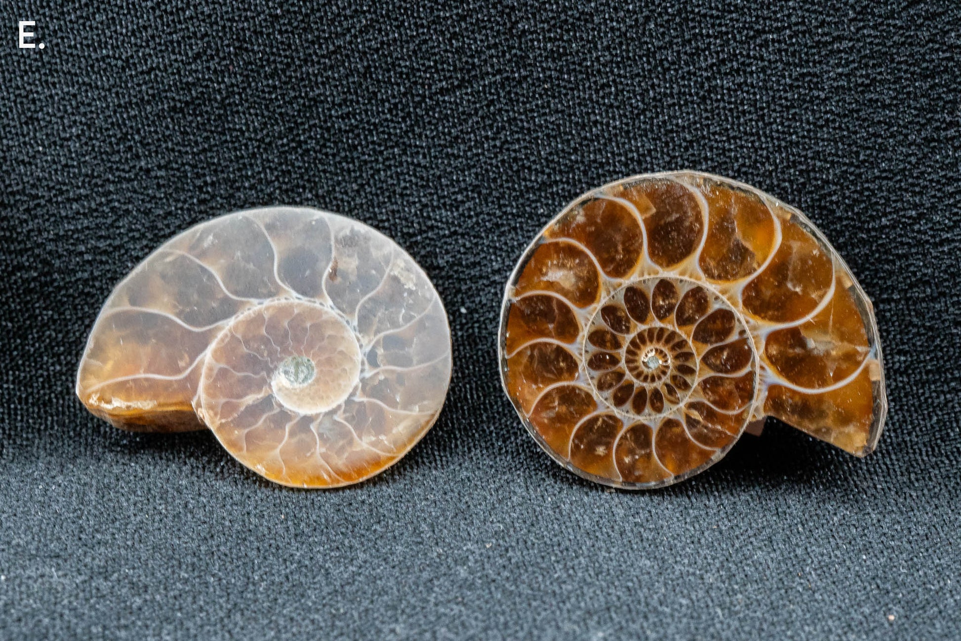 Ammonite Pair - Madagascar - Small