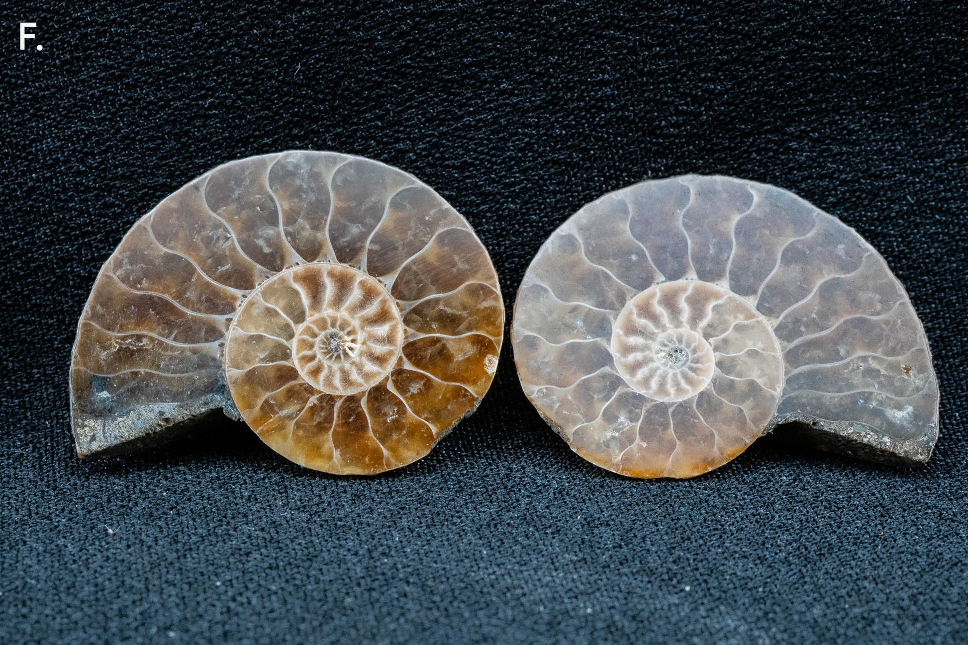 Ammonite Pair - Madagascar - Small