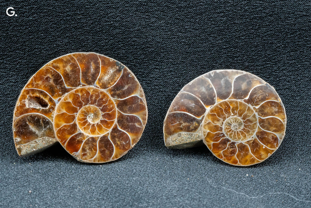 Ammonite Pair - Madagascar - Small