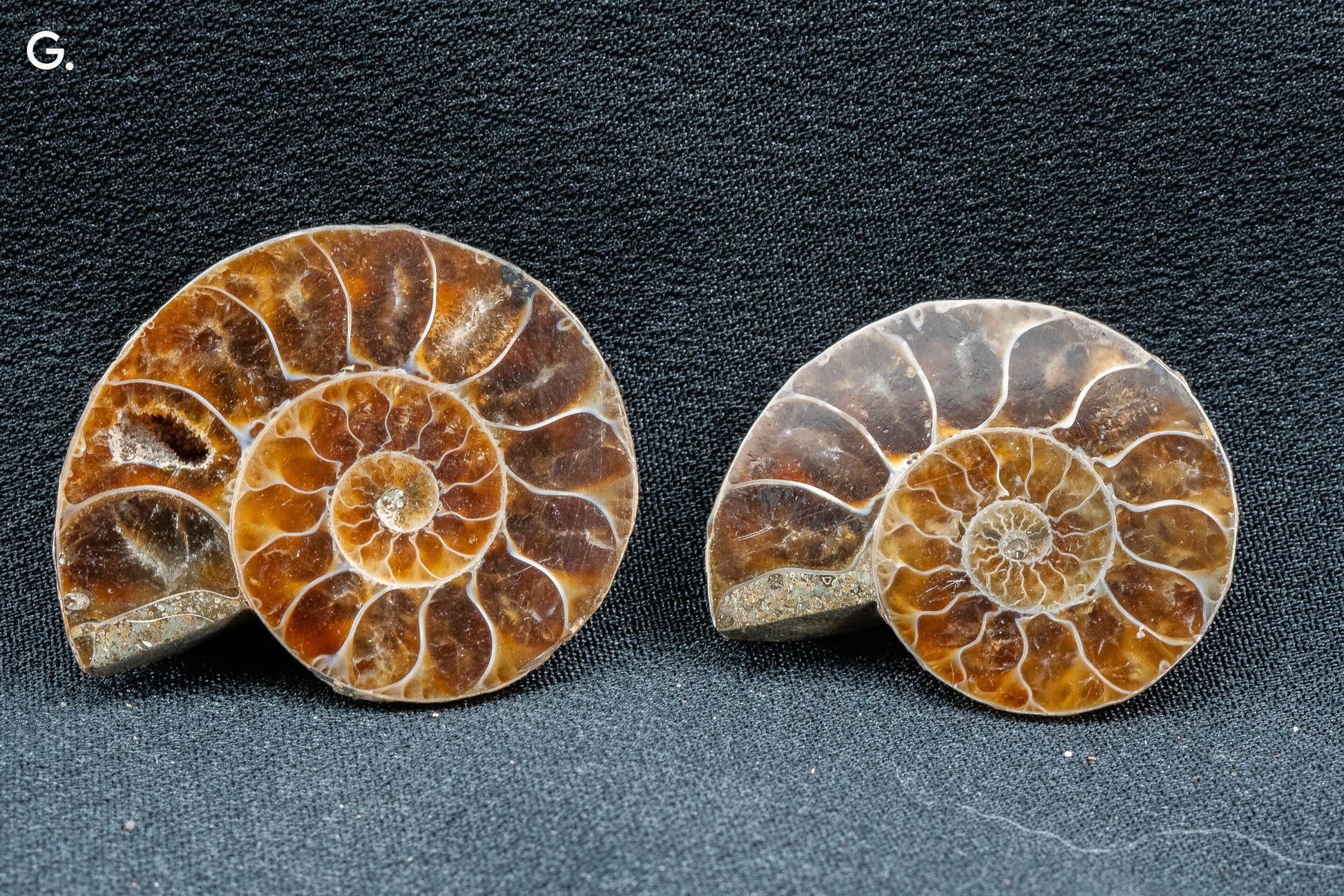 Ammonite Pair - Madagascar - Small