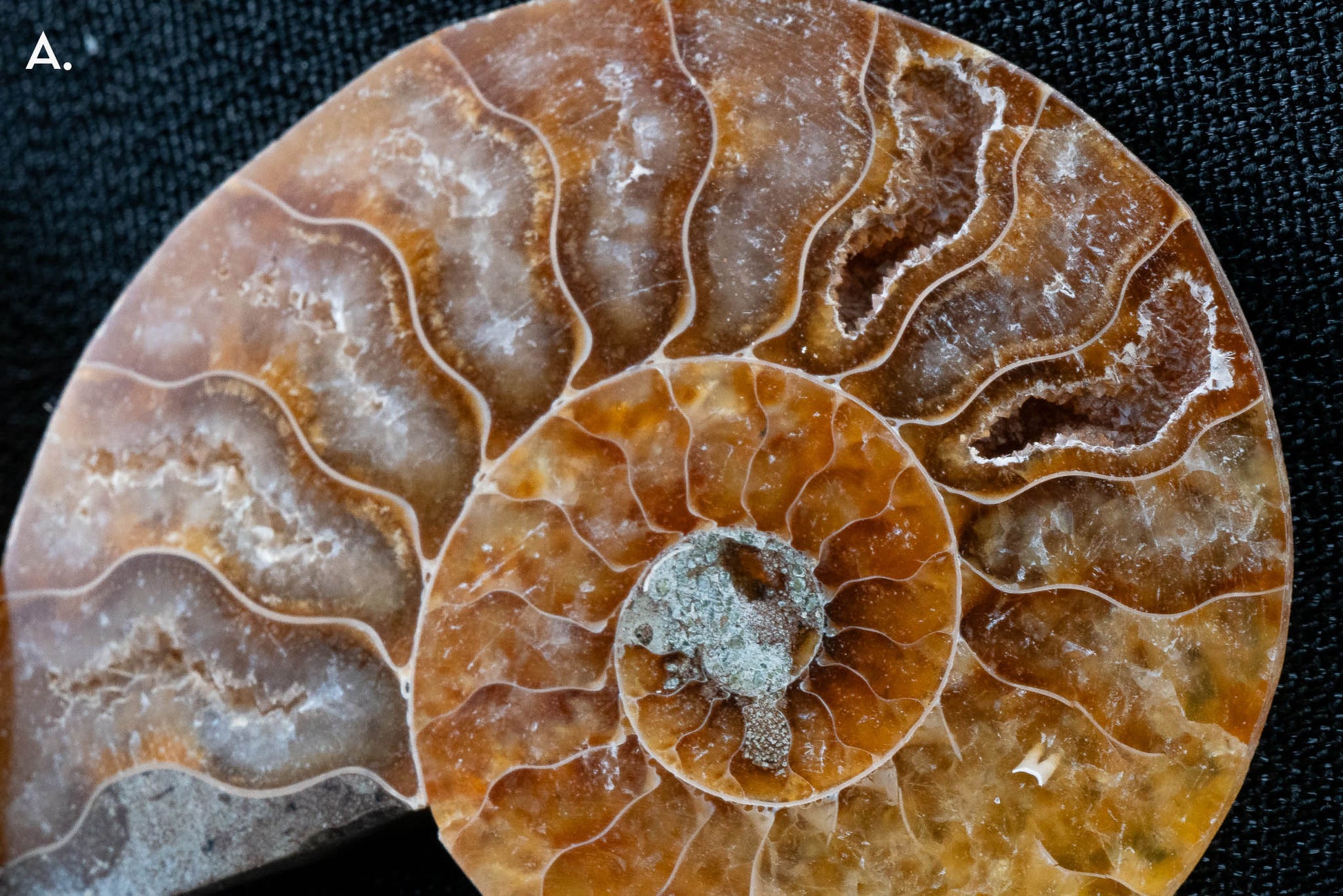Ammonite Pair - Madagascar - Small