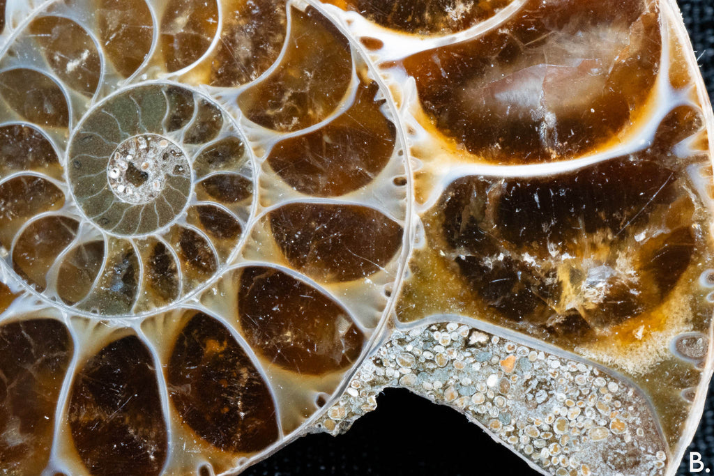 Ammonite Pair - Madagascar - Small