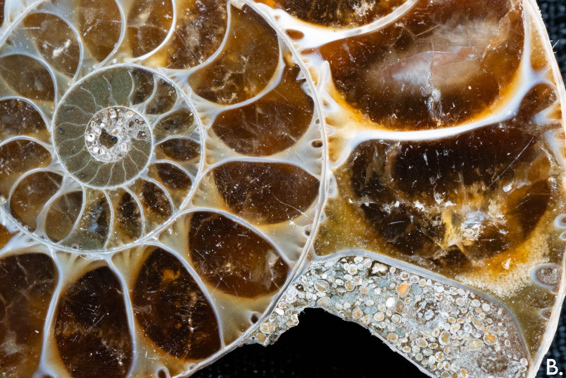 Ammonite Pair - Madagascar - Small