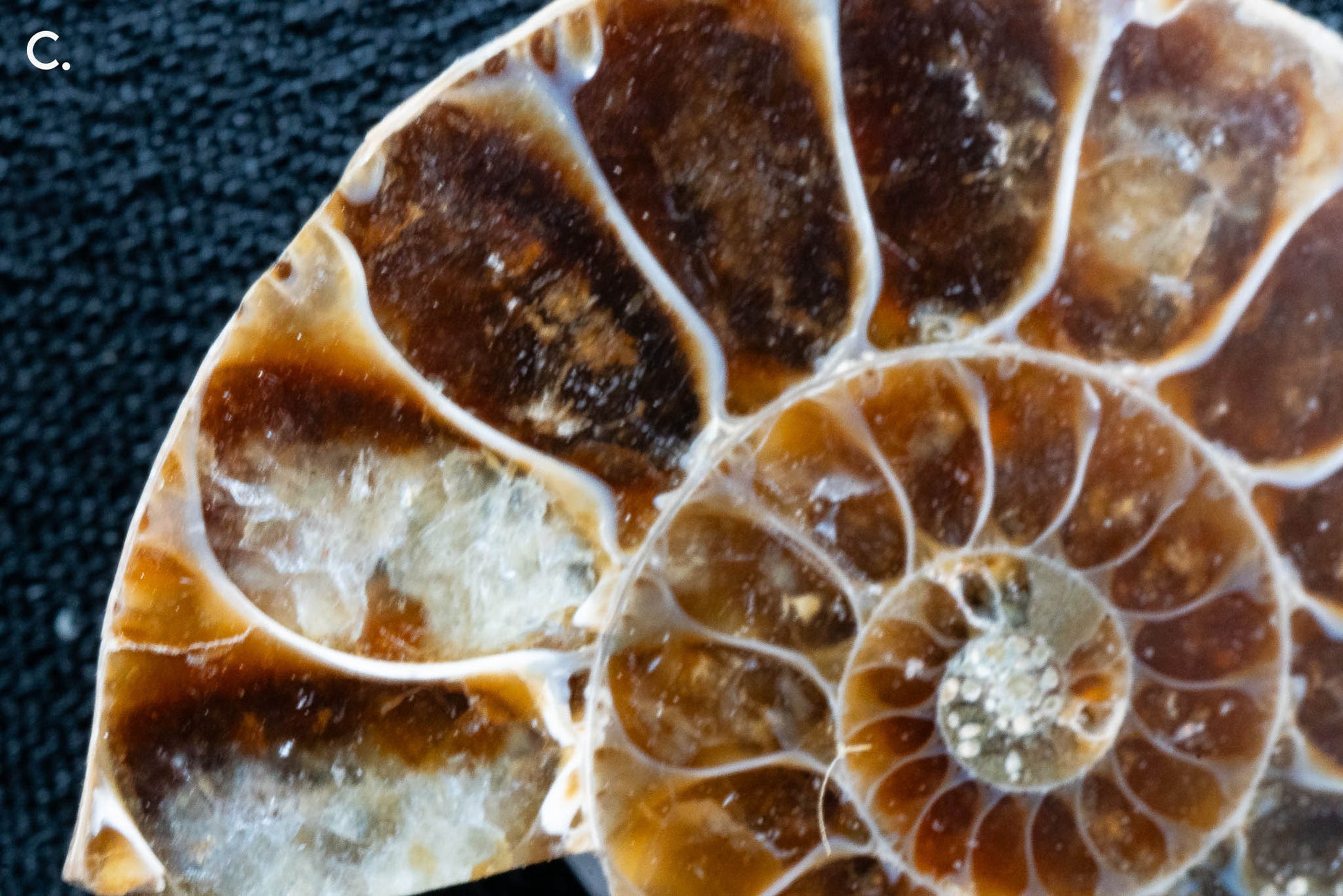 Ammonite Pair - Madagascar - Small