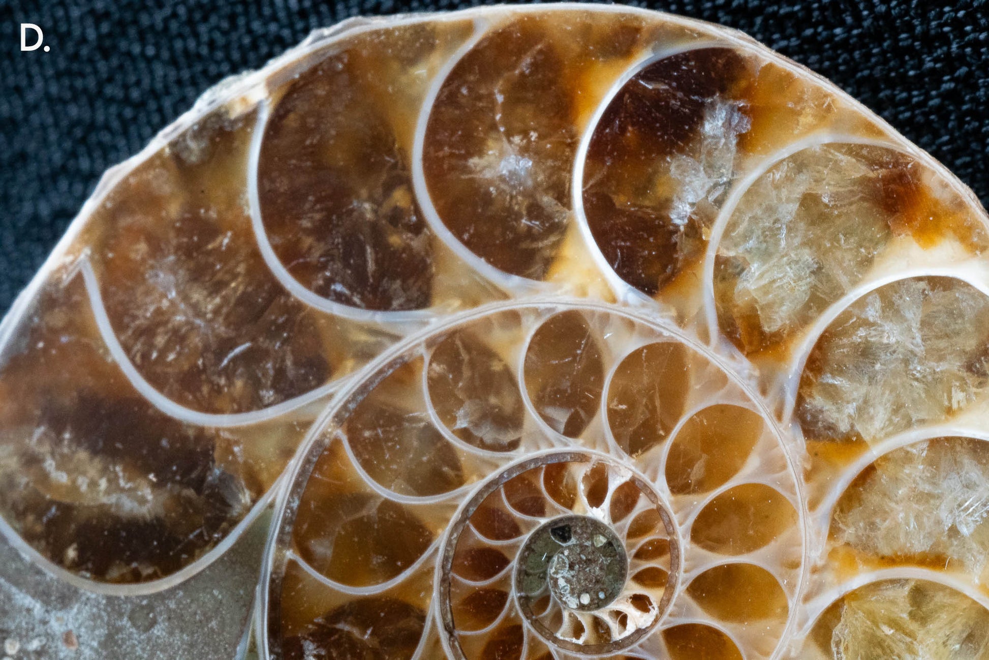 Ammonite Pair - Madagascar - Small