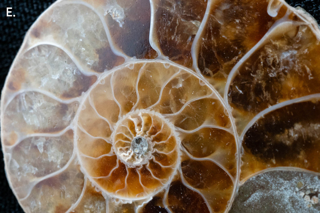 Ammonite Pair - Madagascar - Small