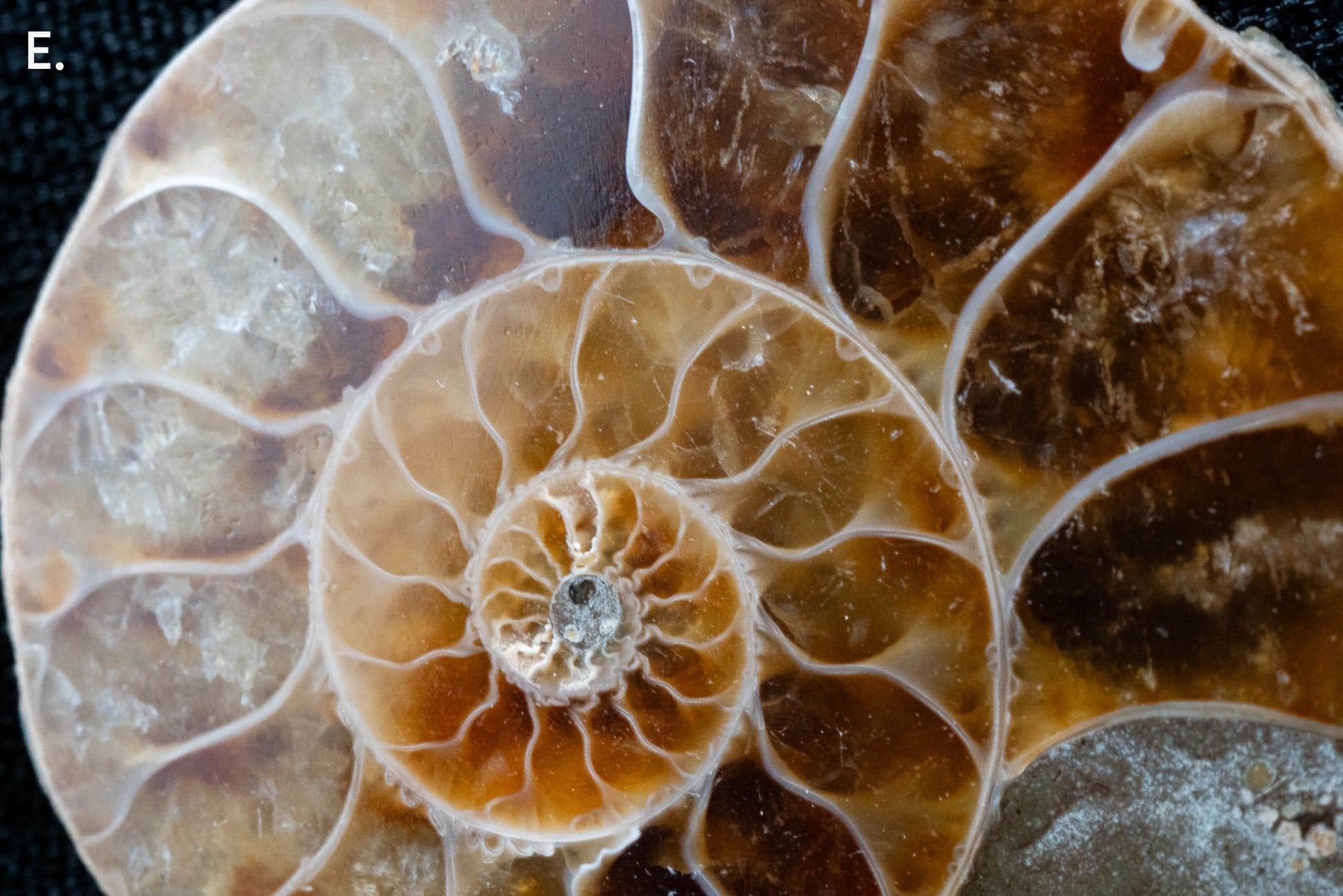Ammonite Pair - Madagascar - Small