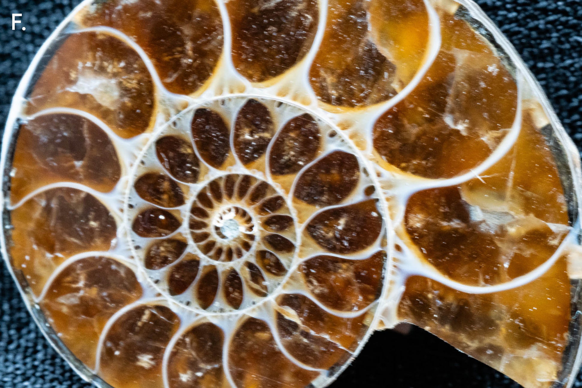 Ammonite Pair - Madagascar - Small