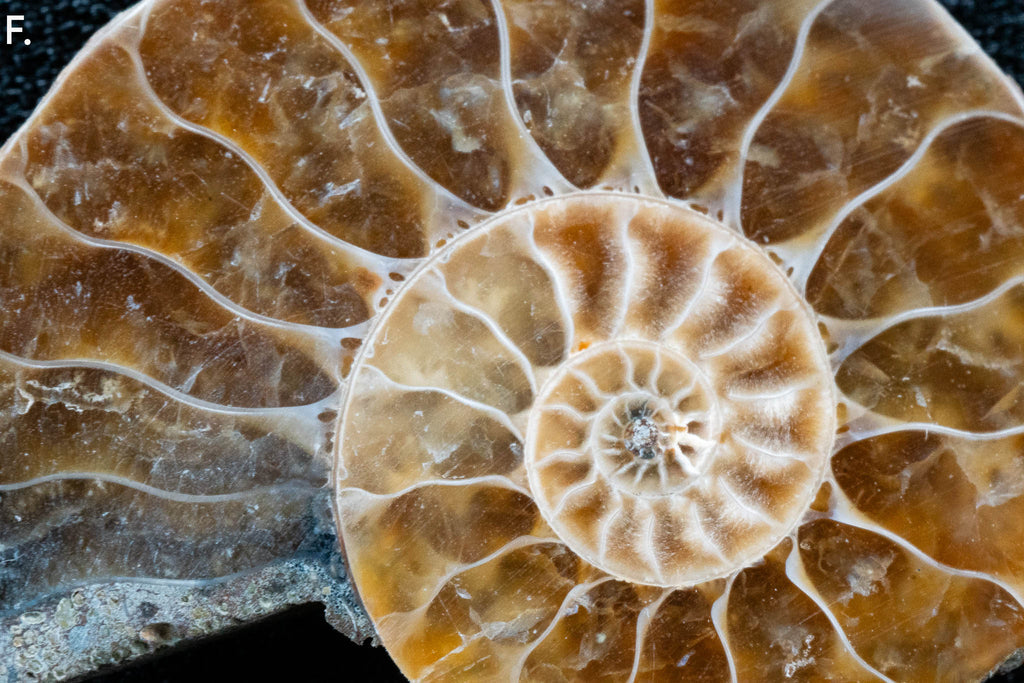 Ammonite Pair - Madagascar - Small